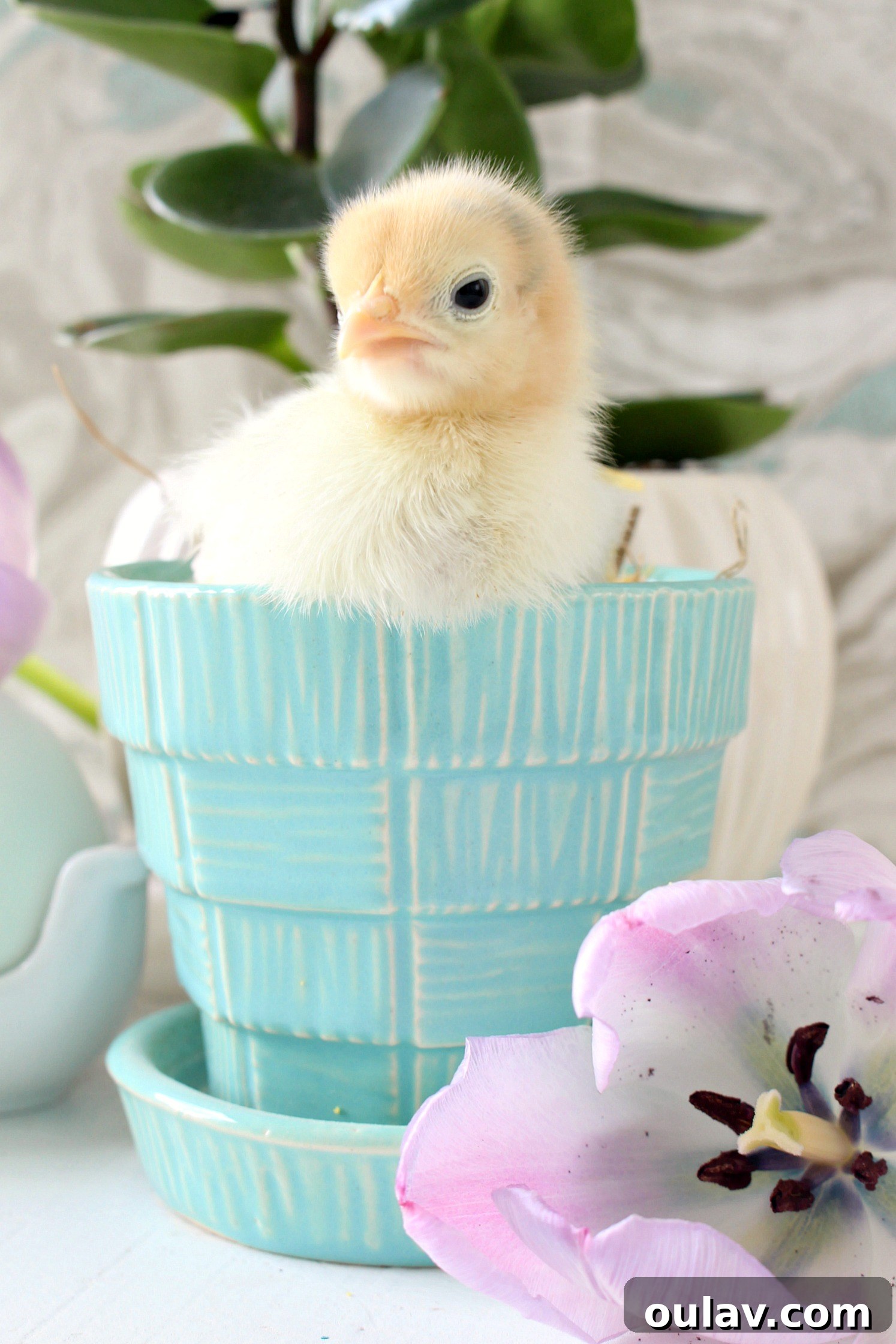 The Latest Baby Chick Portraits 26 Charming Spring Chicks in Vintage McCoy