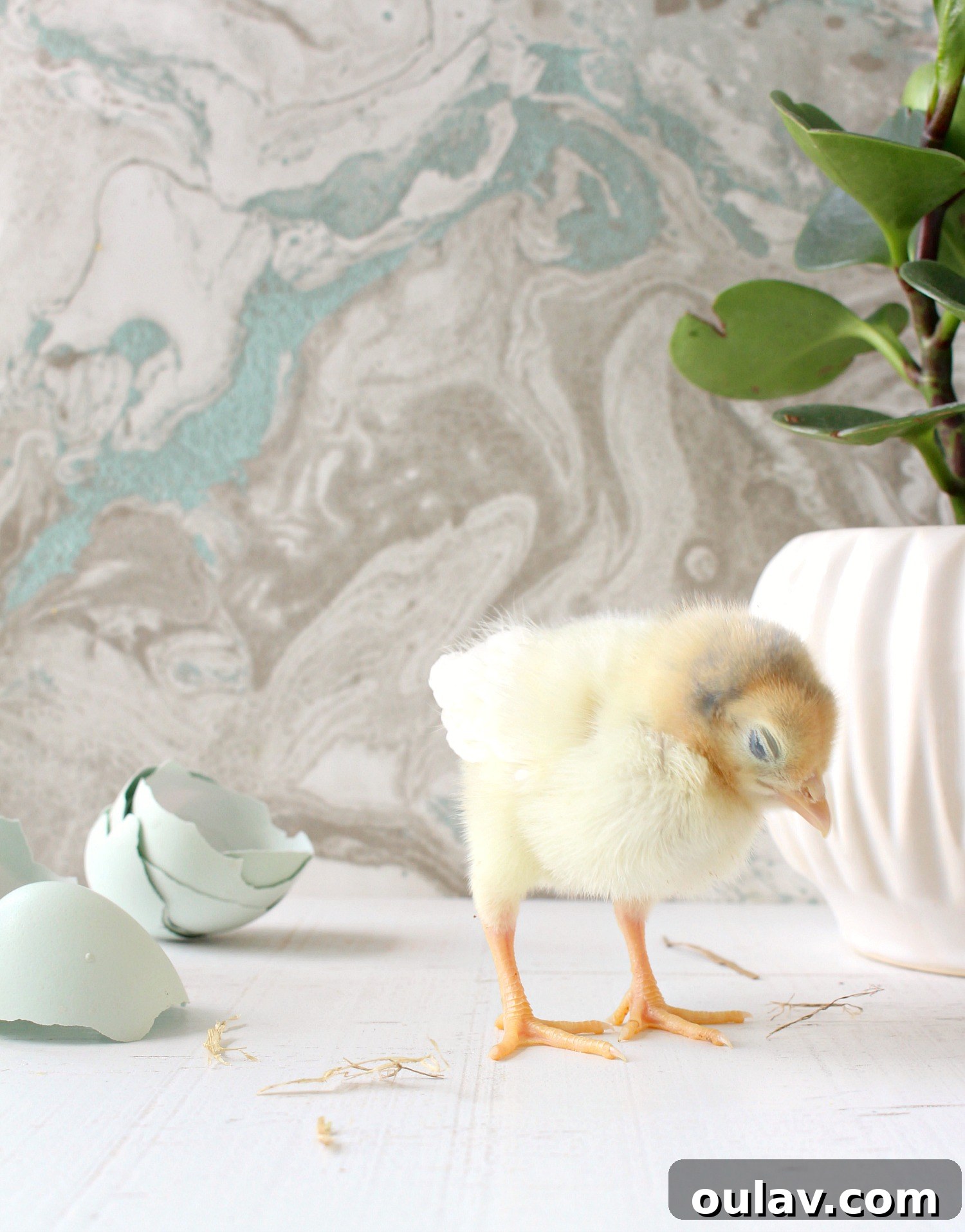The Latest Baby Chick Portraits 27 Peaceful Sleep Chick