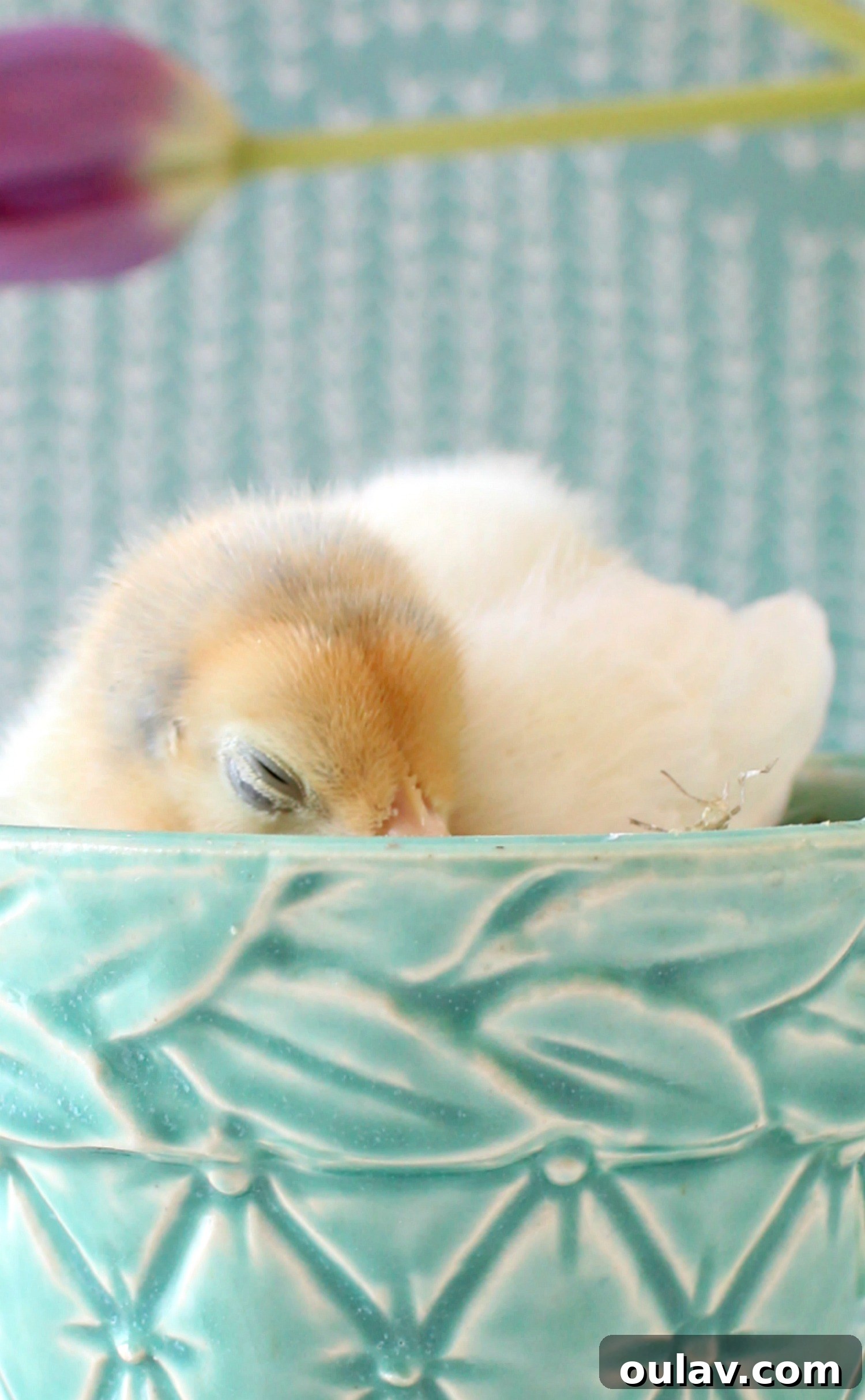 The Latest Baby Chick Portraits 28 Charming Chick Photos for Spring