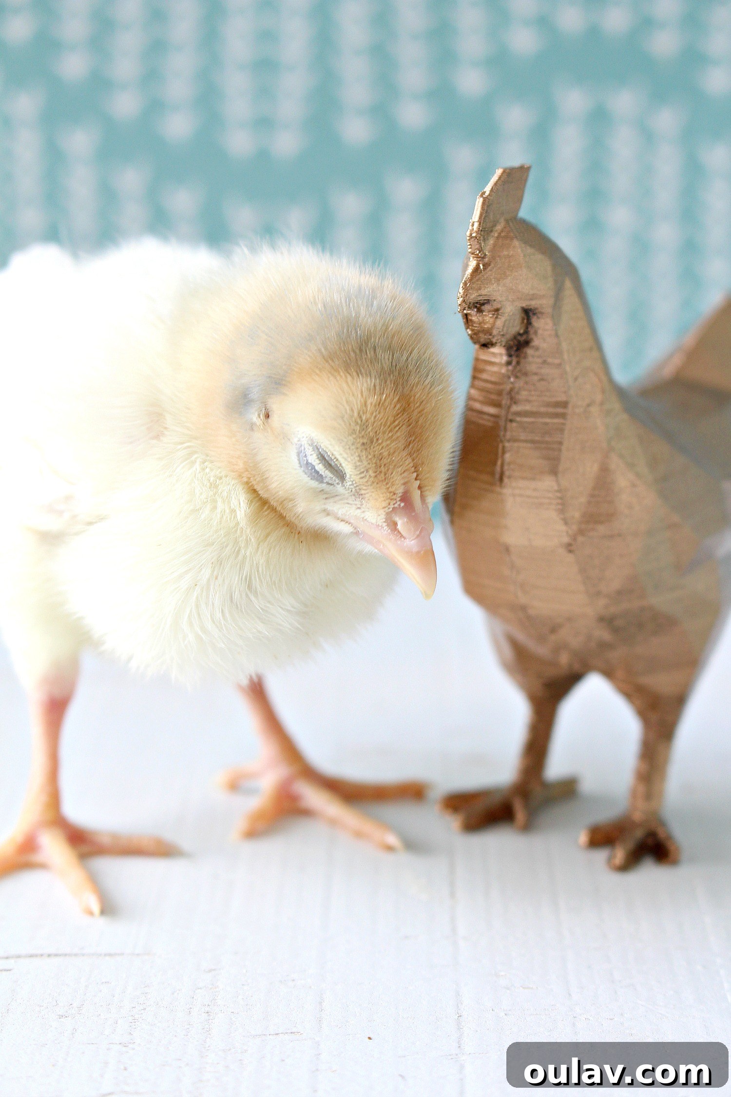 Sweet Yellow Baby Chick