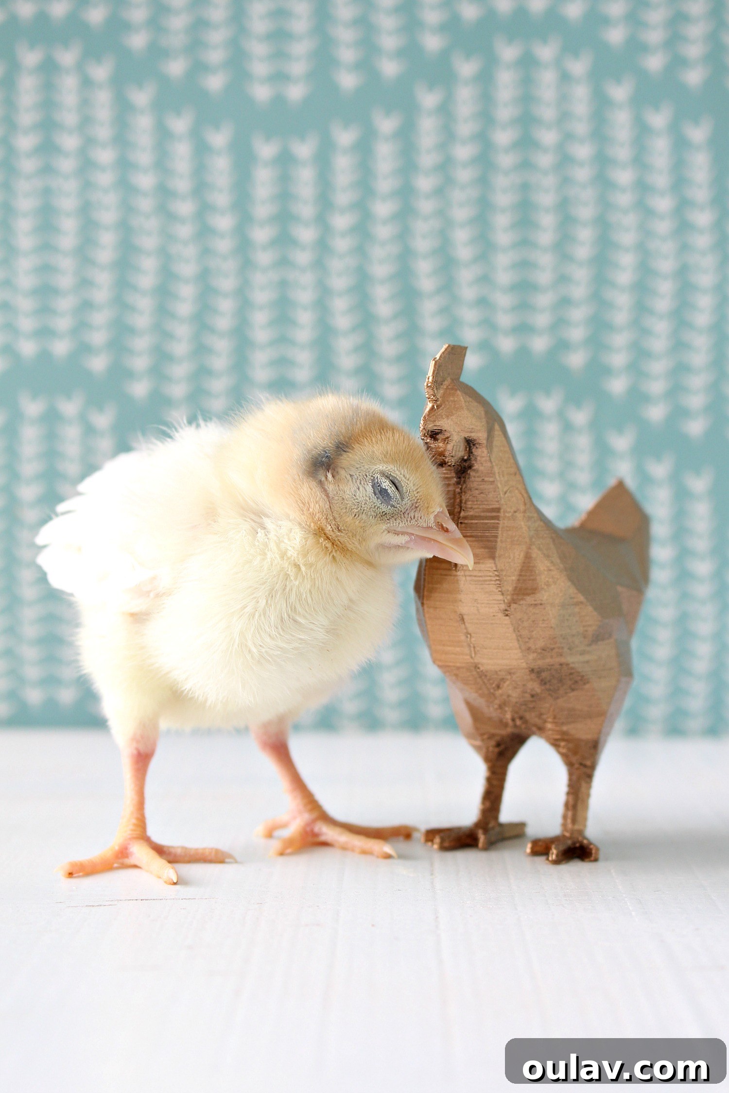 Cute Yellow Baby Chick with Yellow Bird Feet