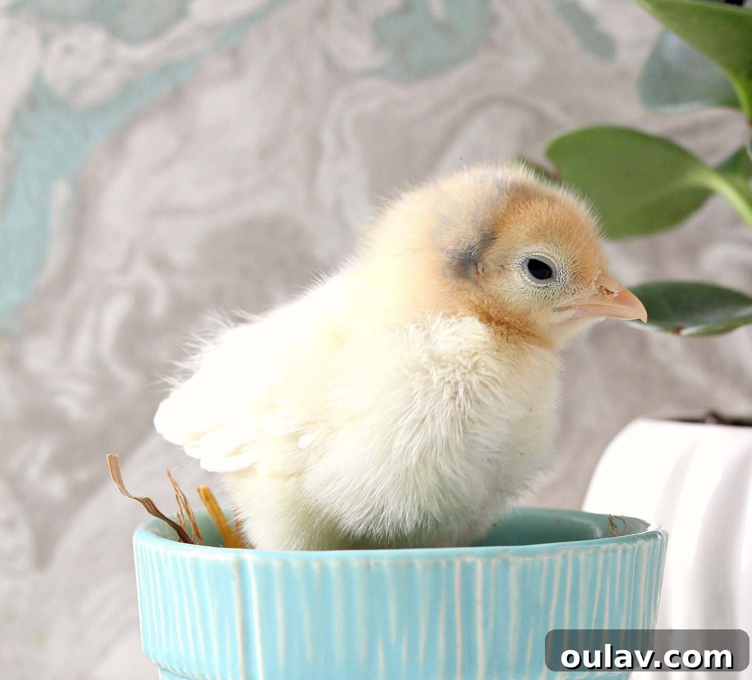 The Latest Baby Chick Portraits 4 Vibrant Yellow Chick in Vintage McCoy Planter