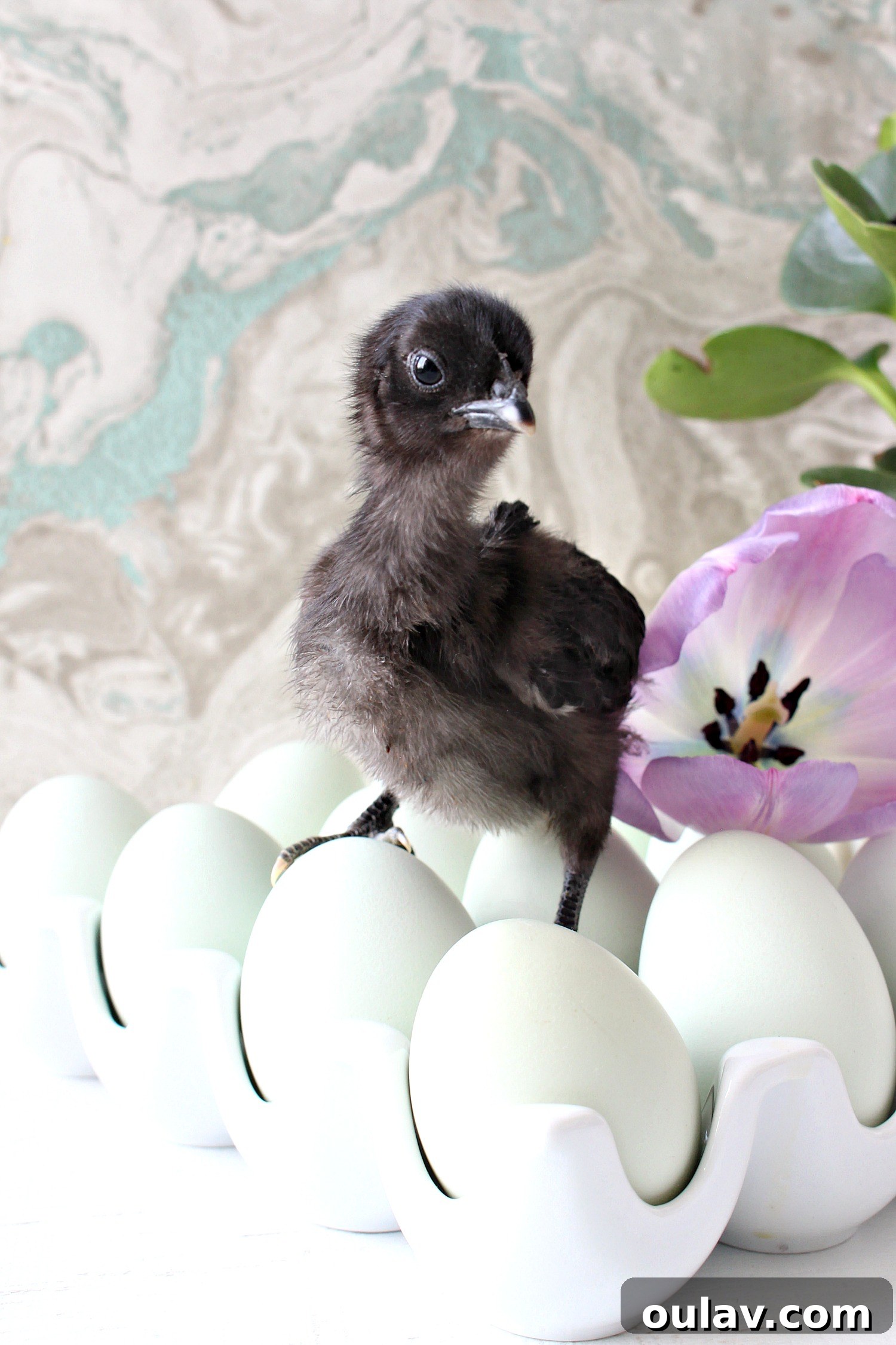 The Latest Baby Chick Portraits 32 Majestic Swedish Blue Hen Chick Black