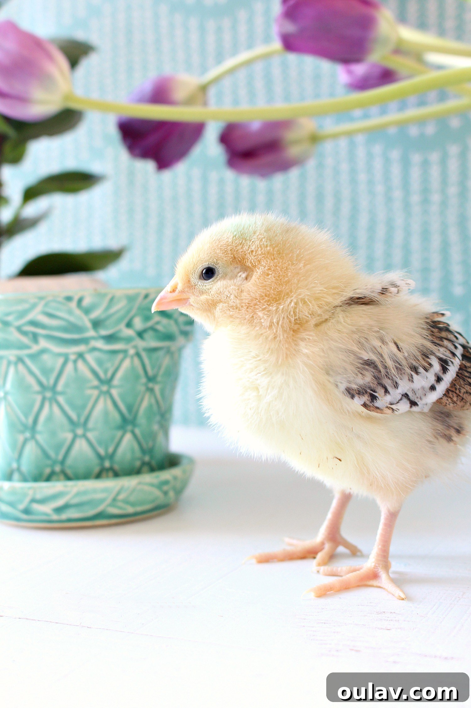 The Latest Baby Chick Portraits 33 Sweet Yellow Chick Posing for Spring Chick Photos with McCoy Pottery
