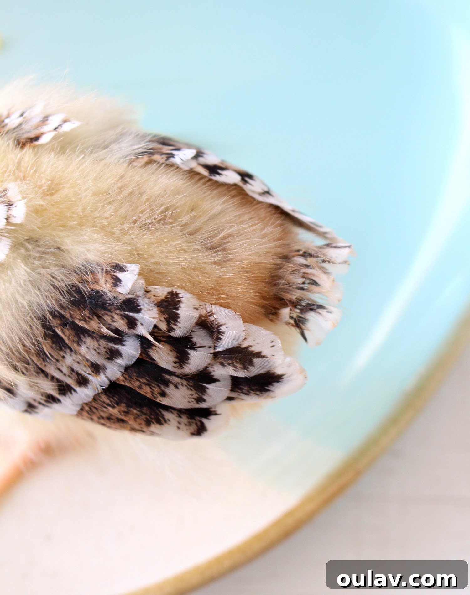 The Latest Baby Chick Portraits 34 Baby Chick Growing Feathers