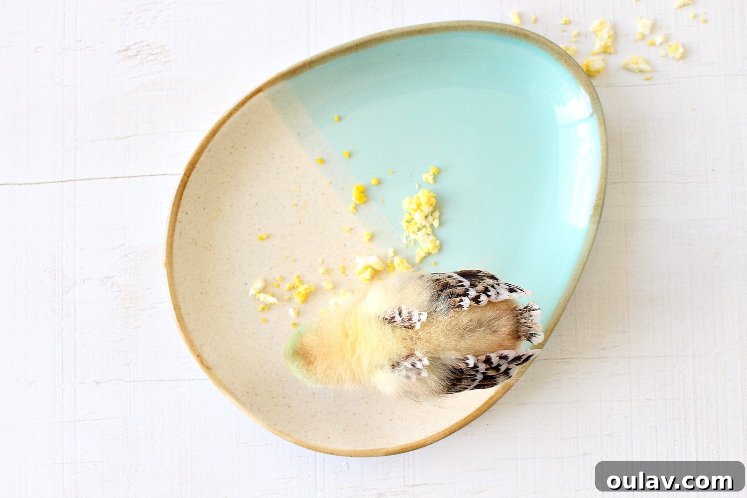 The Latest Baby Chick Portraits 35 Decorative Egg Shaped Plate