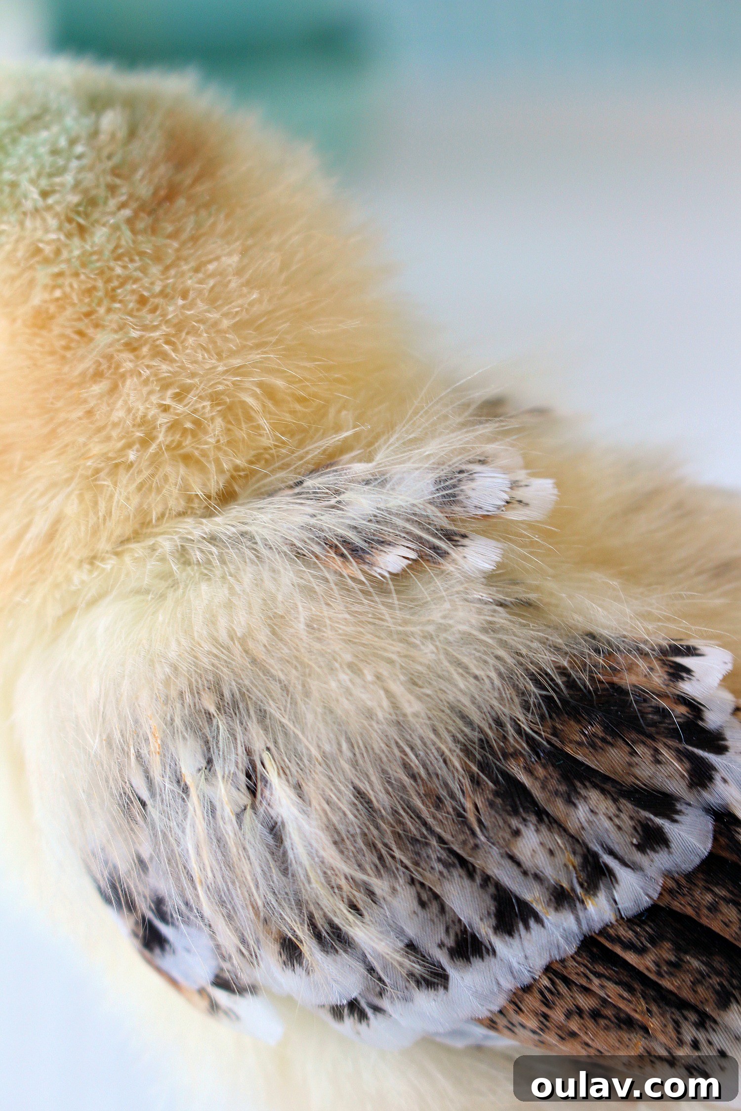 The Latest Baby Chick Portraits 36 Developing Baby Chick Growing Feathers