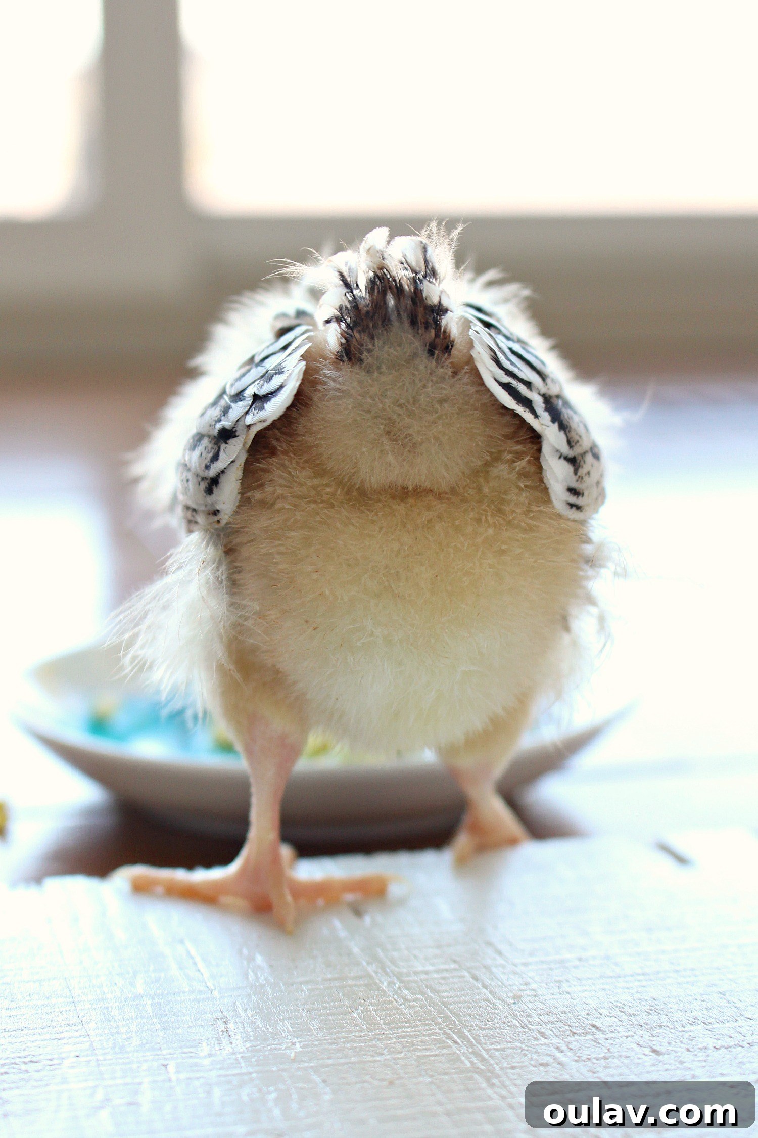 The Latest Baby Chick Portraits 37 Energetic Spring Chicks