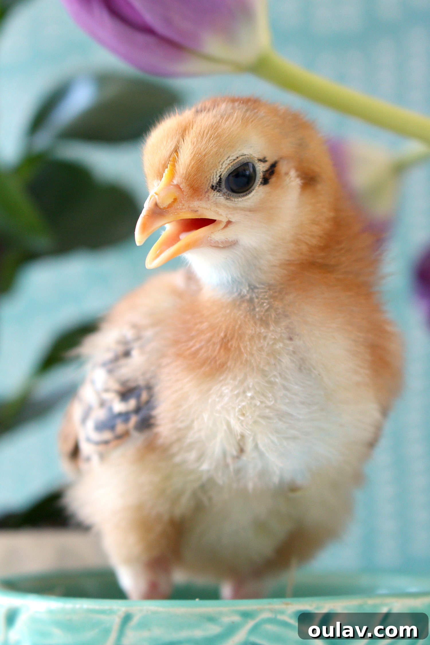 The Latest Baby Chick Portraits 38 Curious Chick Discovering Secret Egg Stash