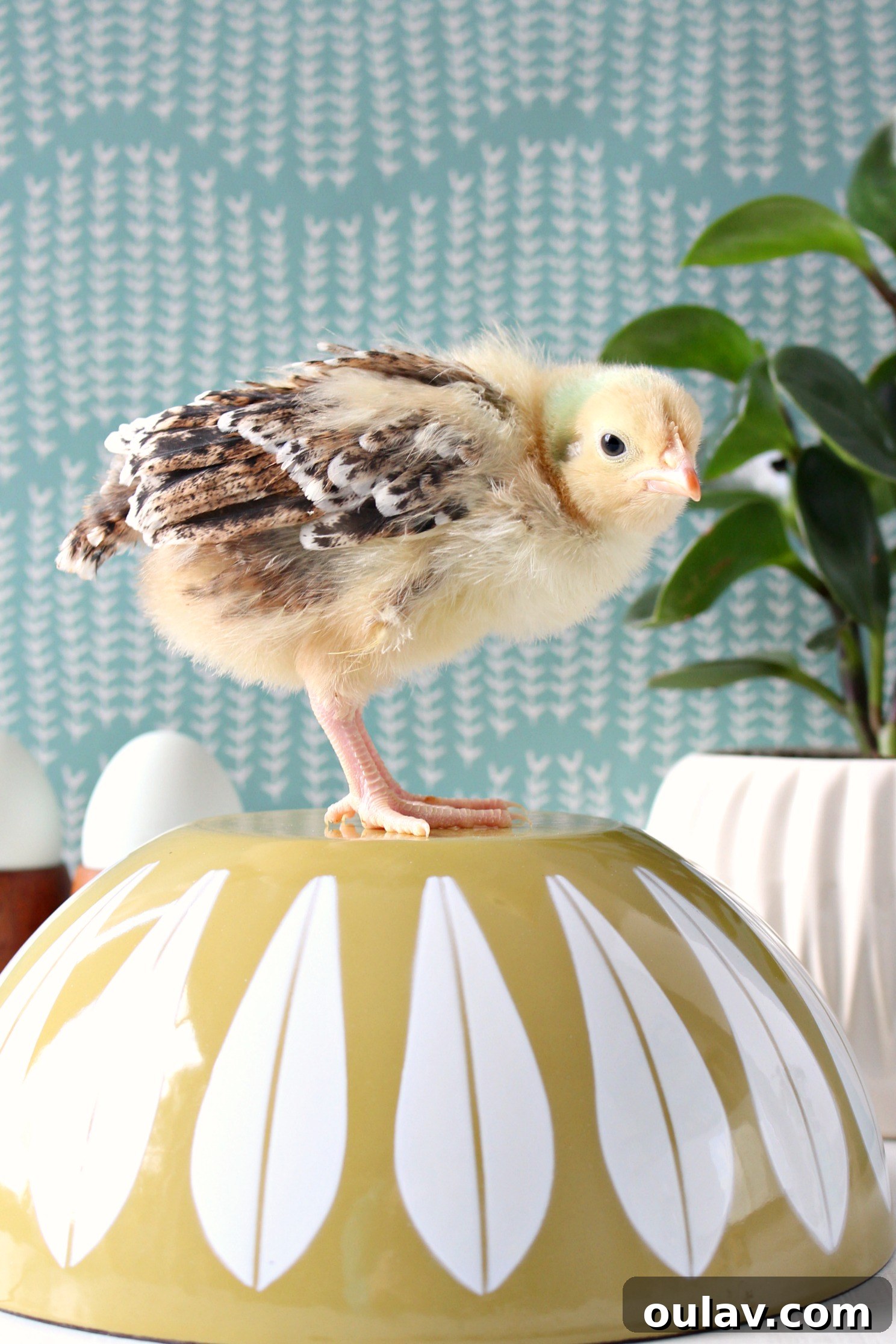 The Latest Baby Chick Portraits 39 Dynamic Chick Photo Shoot for Spring