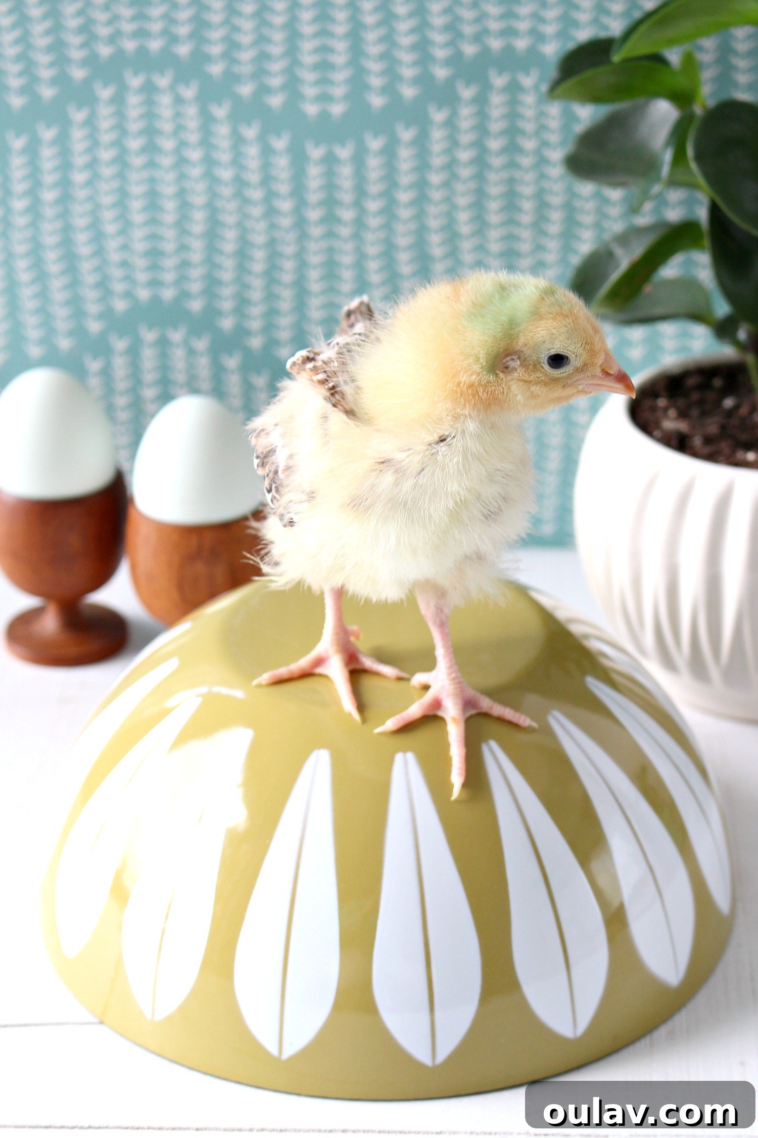 The Latest Baby Chick Portraits 40 Lively Baby Chicks for Spring