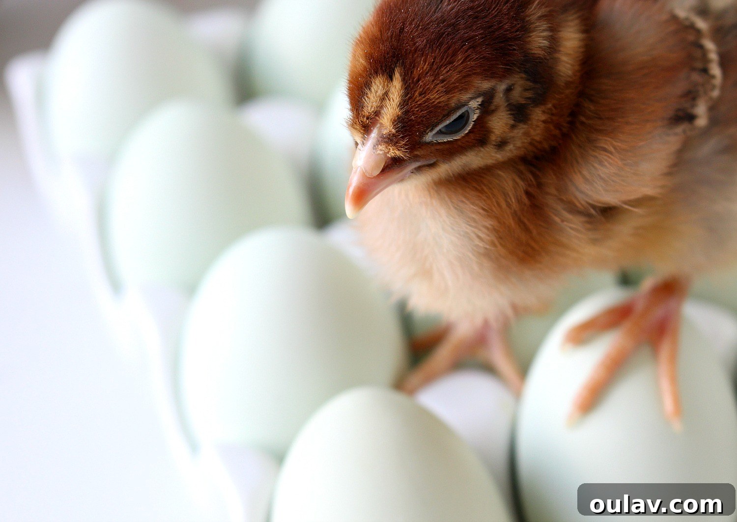 The Latest Baby Chick Portraits 5 Adorable Spring Chicks in a Cheerful Setup