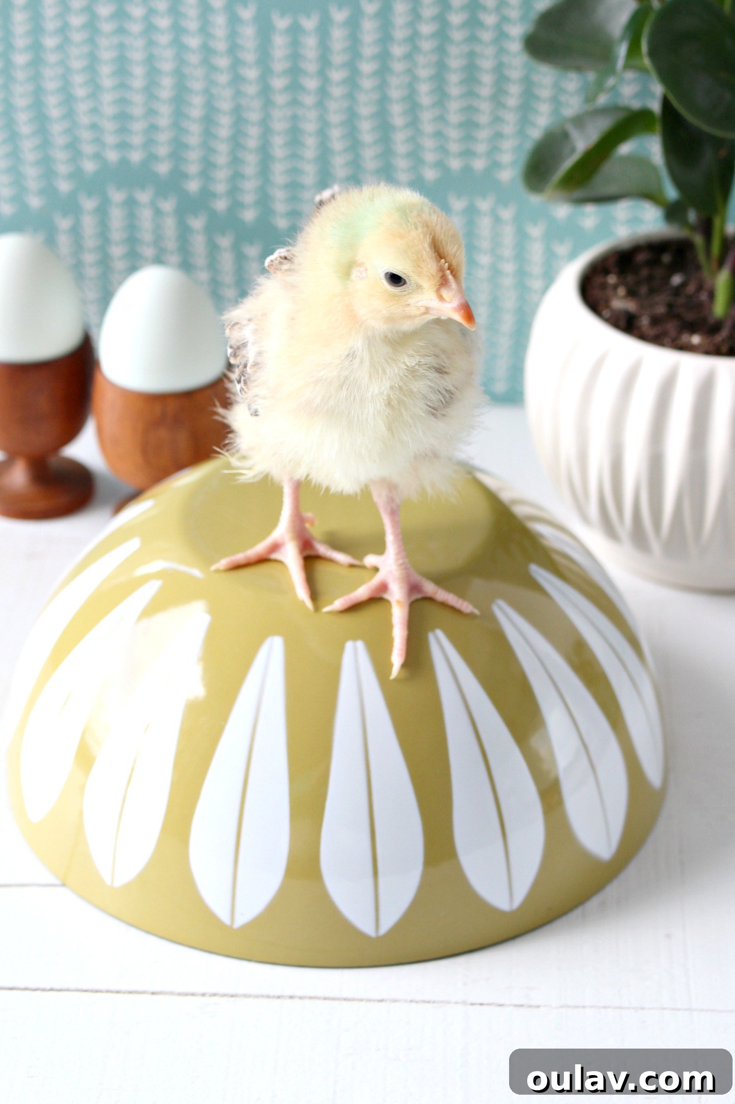 The Latest Baby Chick Portraits 41 Adorable Chicks and Vintage Cathrineholm