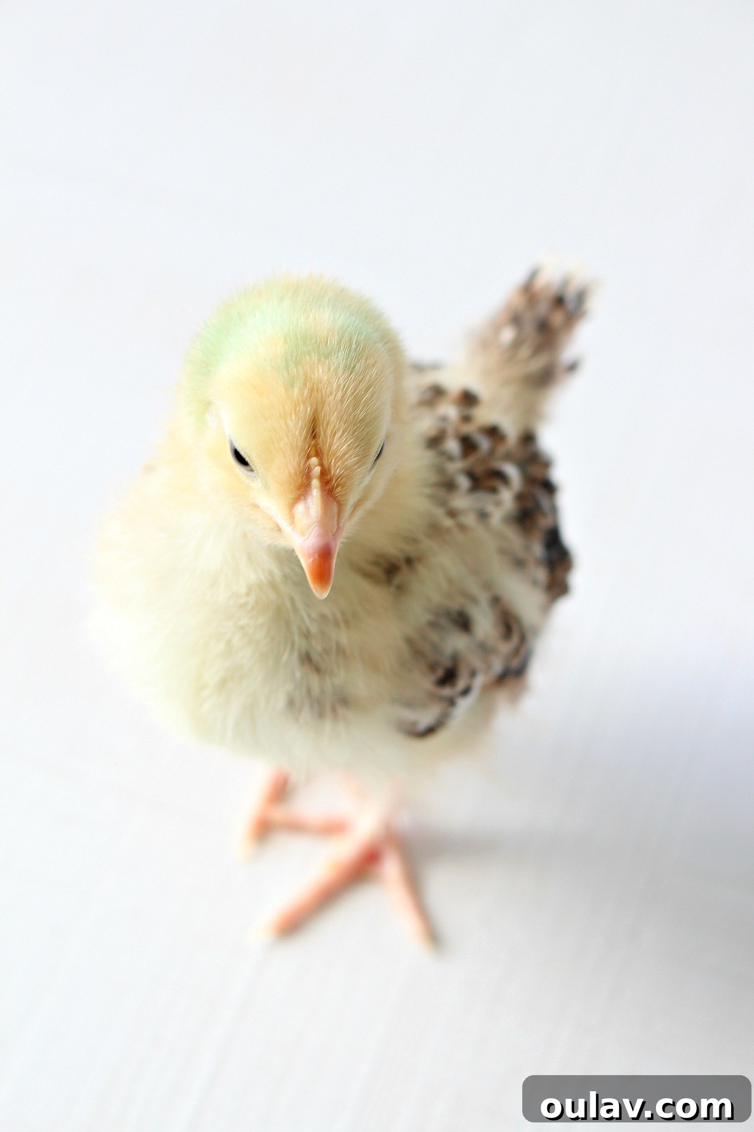 The Latest Baby Chick Portraits 42 Heartwarming photos of baby chicks