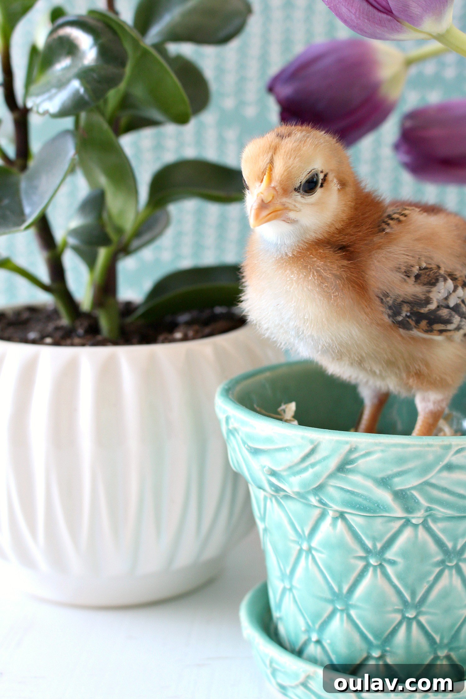 Graceful Spring Chick Standing in Turquoise Planter