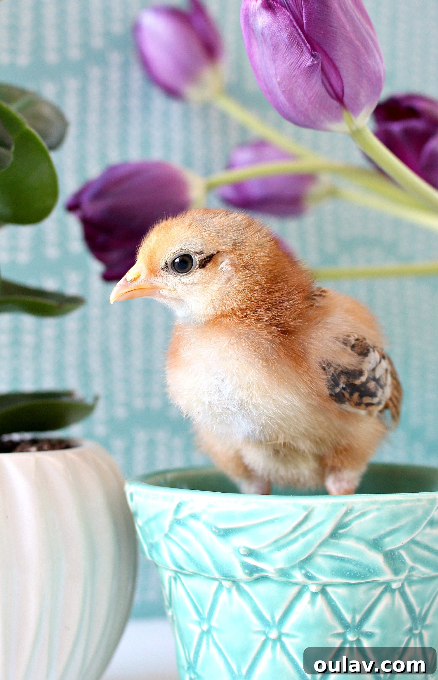 The Latest Baby Chick Portraits 44 More Adorable Photos of Baby Chicks