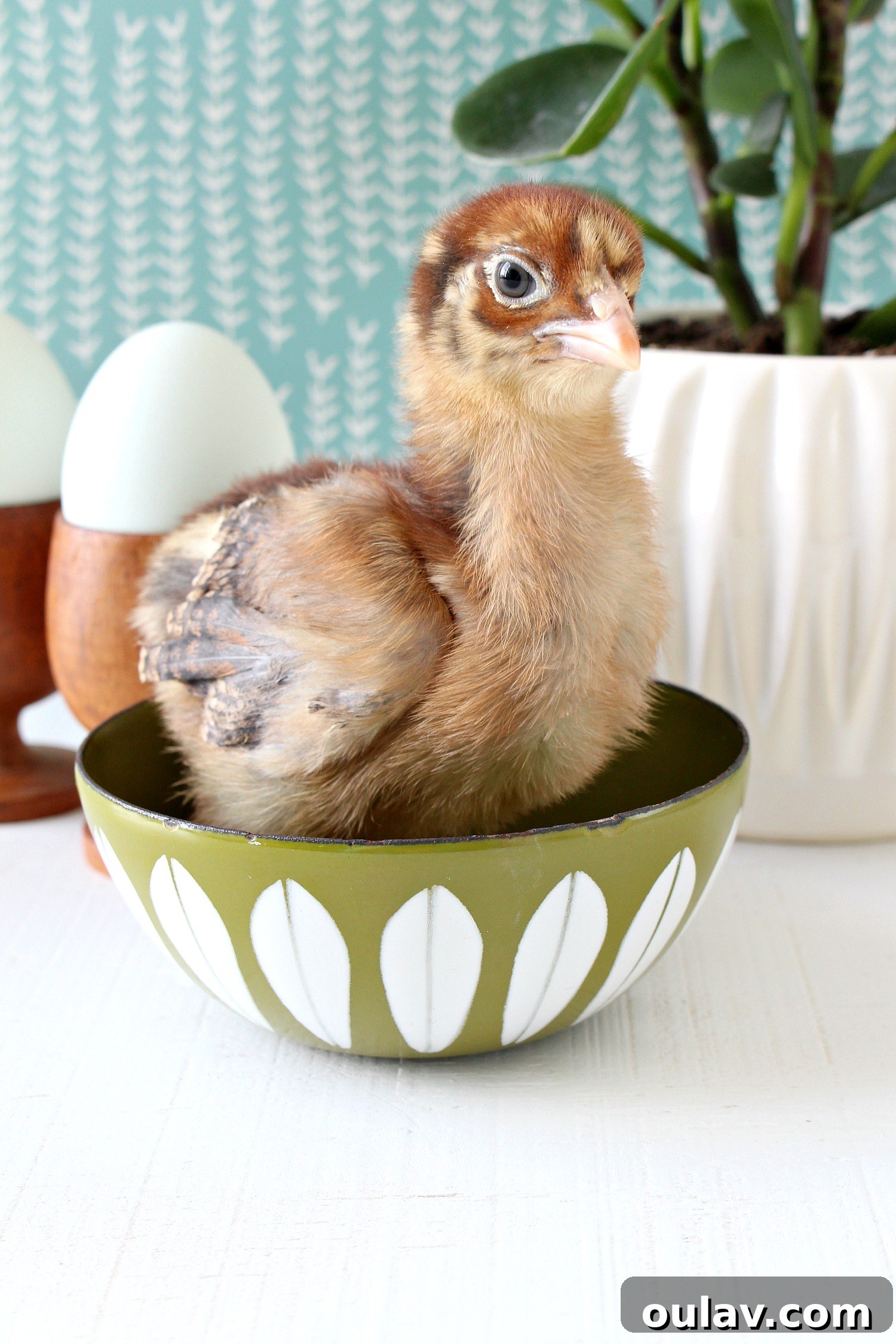 Delightful Photos of Chicks for Spring