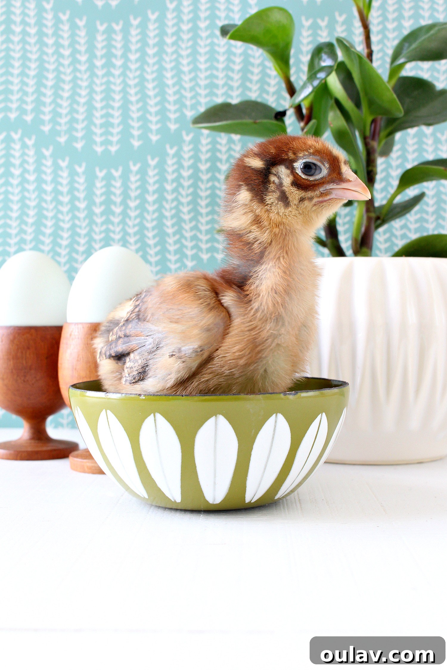 The Latest Baby Chick Portraits 46 Charming Baby Chicken in Cathrineholm Bowl