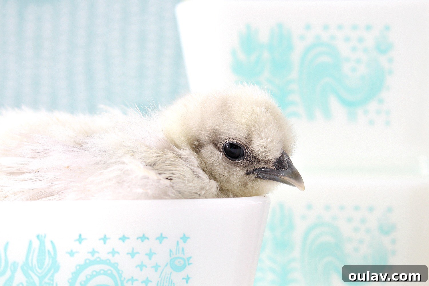 Tiny Baby Chicks in Butterprint Pyrex