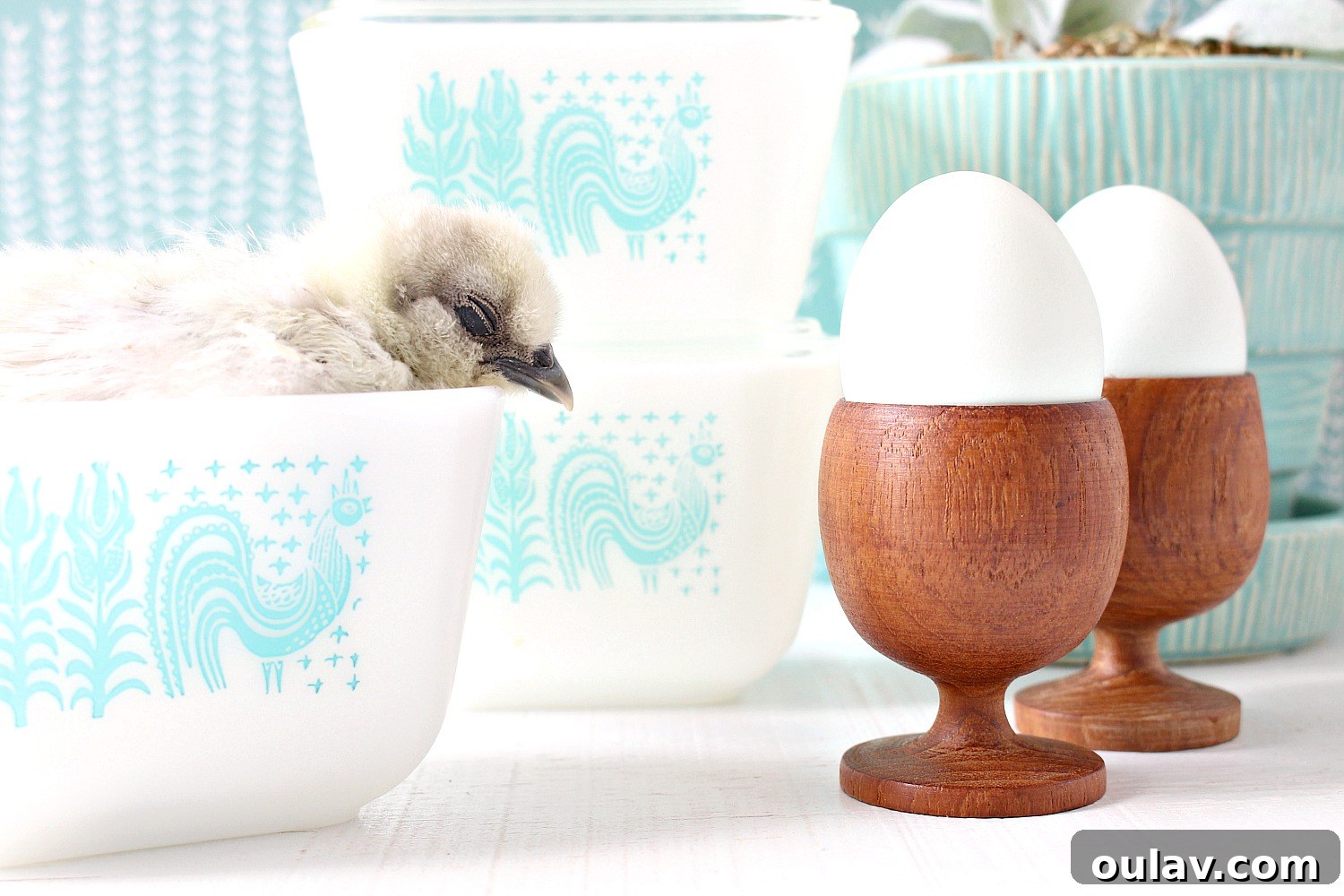 The Latest Baby Chick Portraits 49 Spring Chicks and Vintage Butterprint Pyrex
