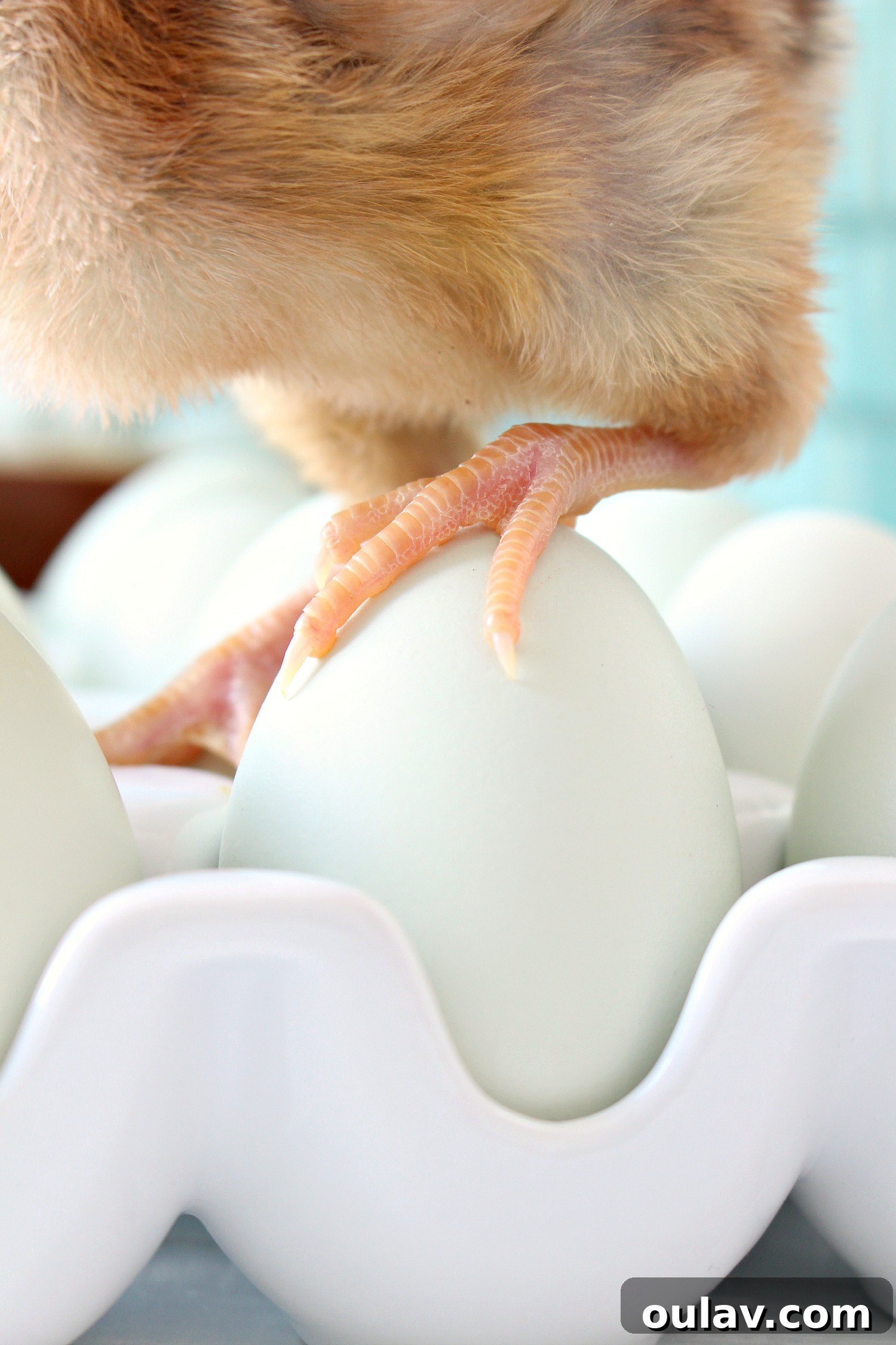 The Latest Baby Chick Portraits 50 Delicate Baby Chick Foot