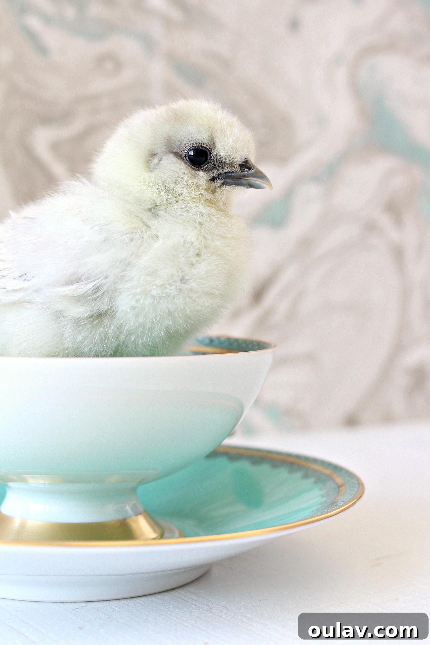The Latest Baby Chick Portraits 6 Captivating Splash Silkie Chicks