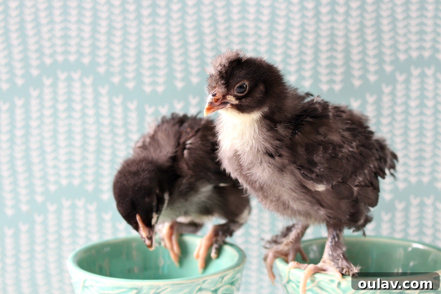 The Latest Baby Chick Portraits 51 Distinctive Black Copper Maran Chicks