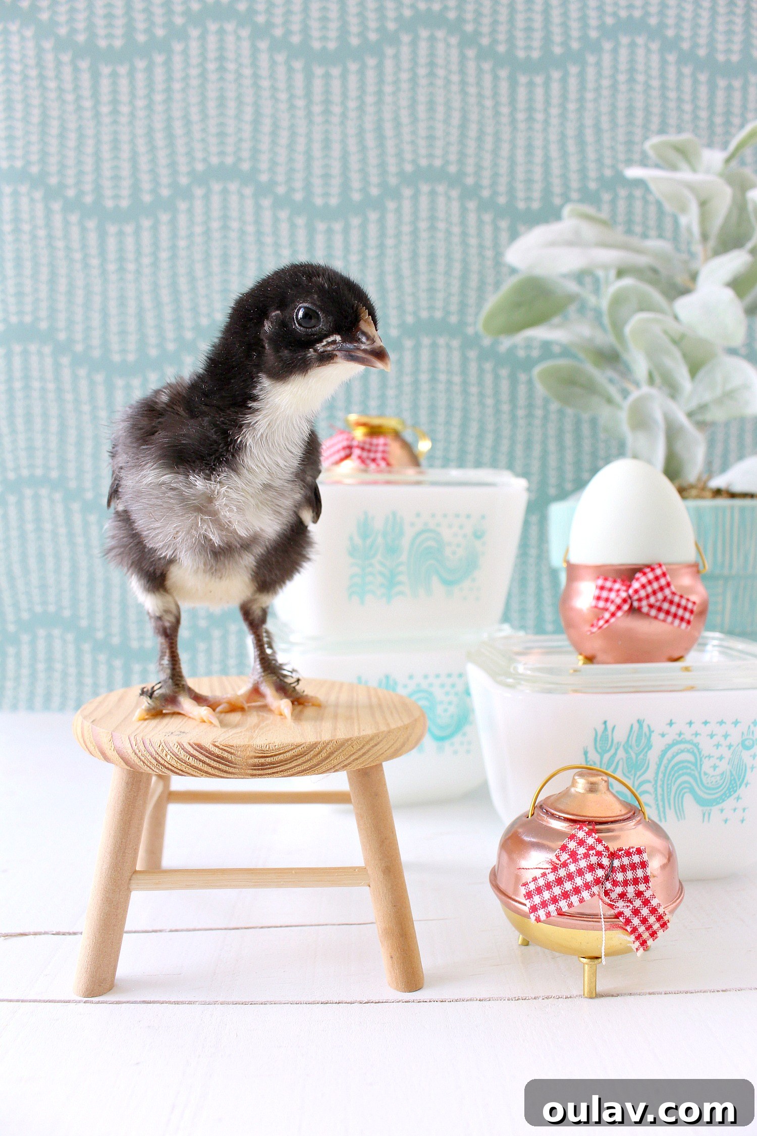 The Latest Baby Chick Portraits 52 Bold Black Copper Maran Chick
