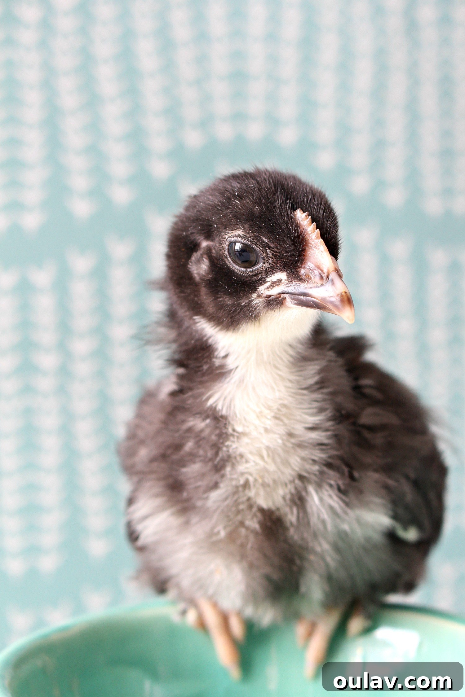 The Latest Baby Chick Portraits 53 Strong Black Copper Maran Chicks