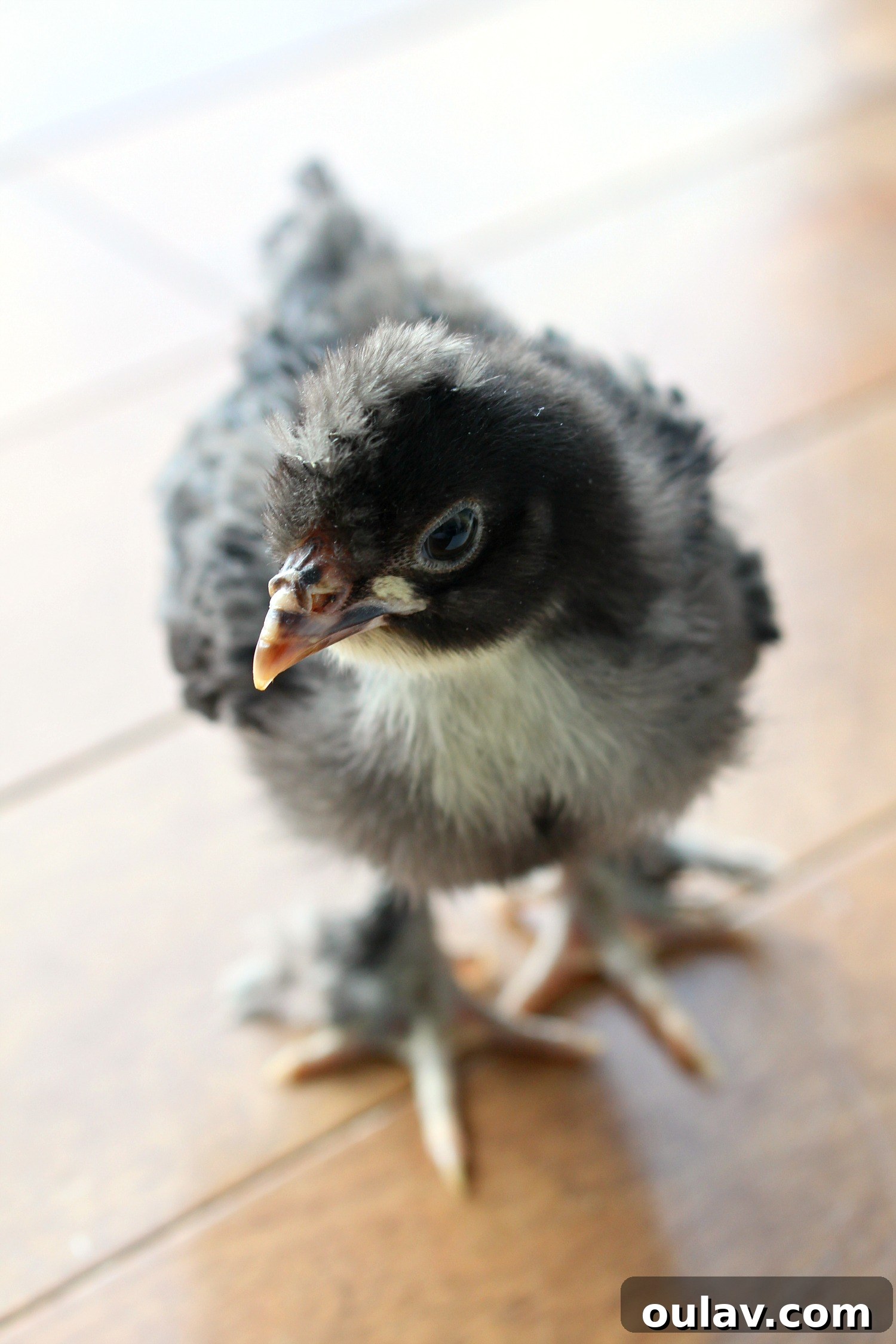 The Latest Baby Chick Portraits 54 Gentle Copper Maran Chicks