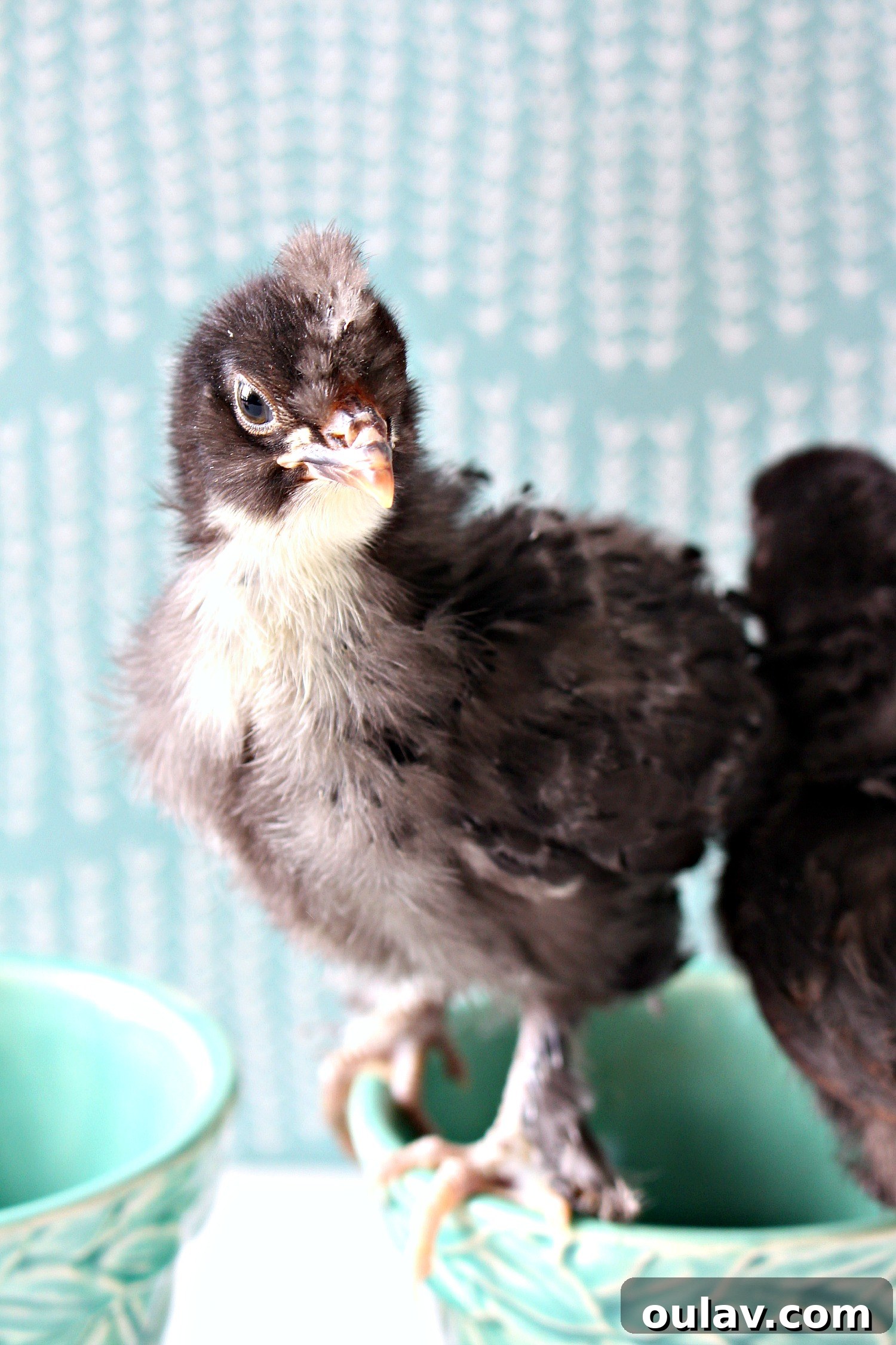 The Latest Baby Chick Portraits 55 Promising Black Copper Maran Chicks