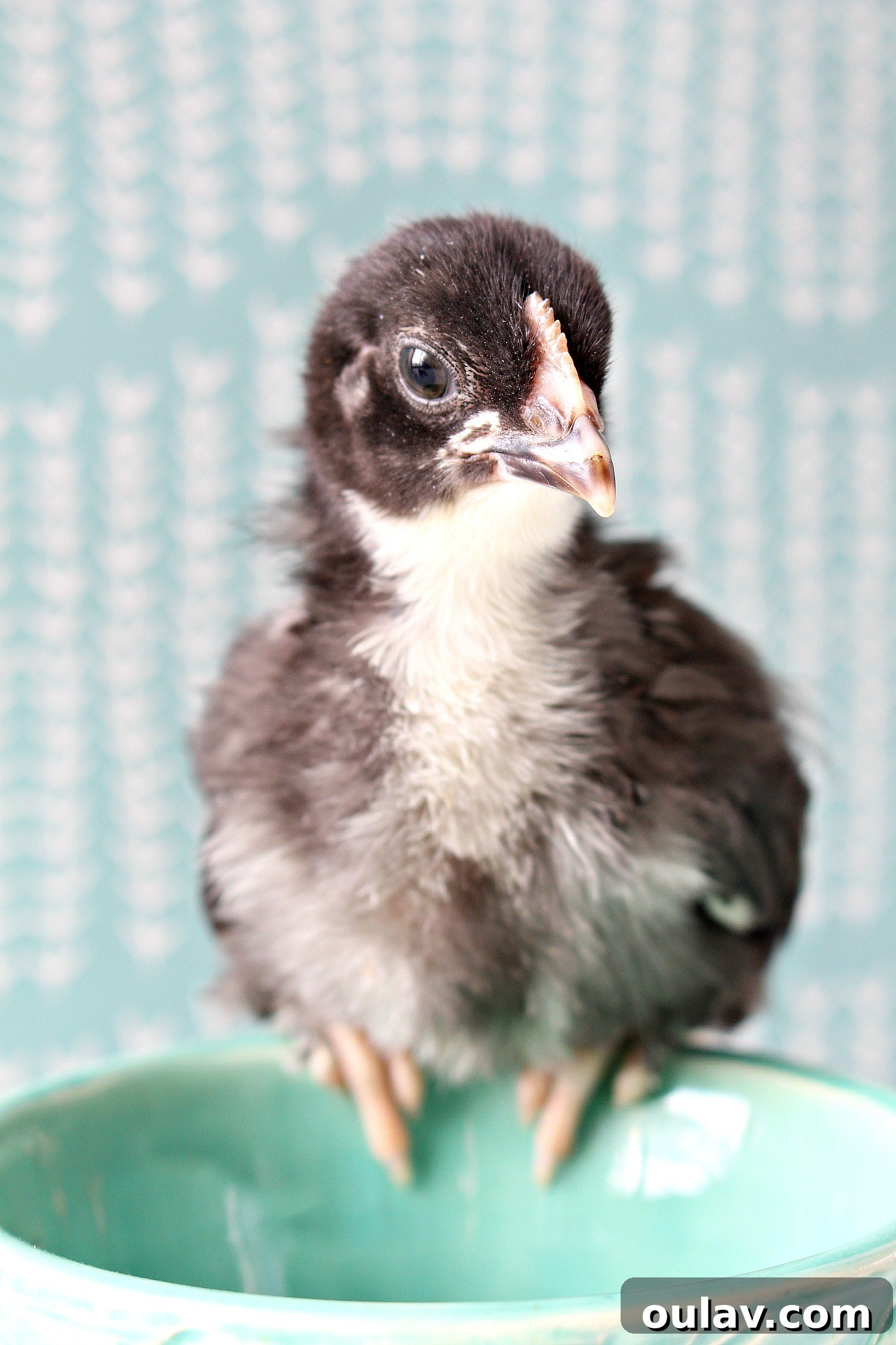 The Latest Baby Chick Portraits 56 Developing Black Copper Maran Chicks