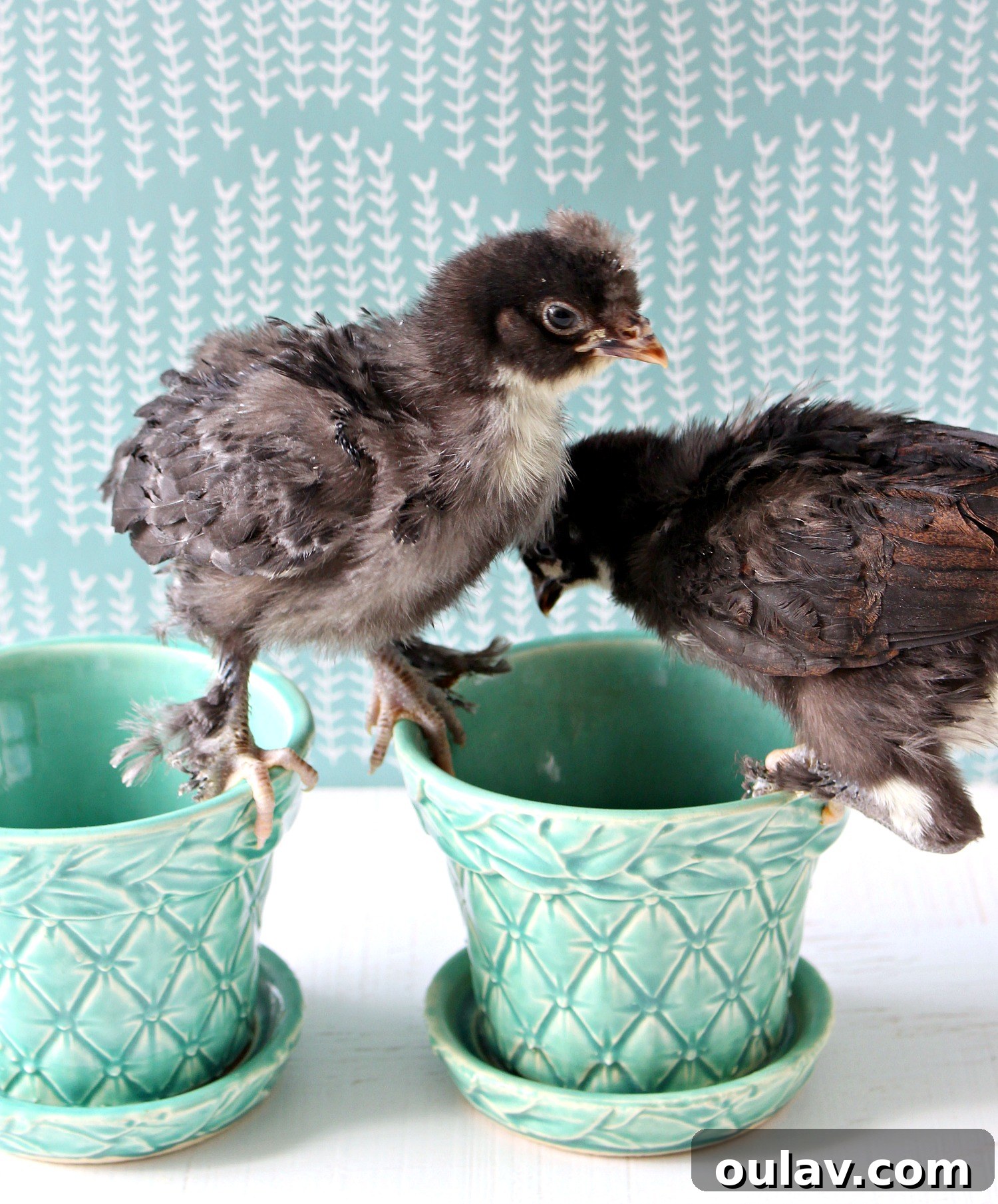 The Latest Baby Chick Portraits 57 Detailed Copper Maran Chicks