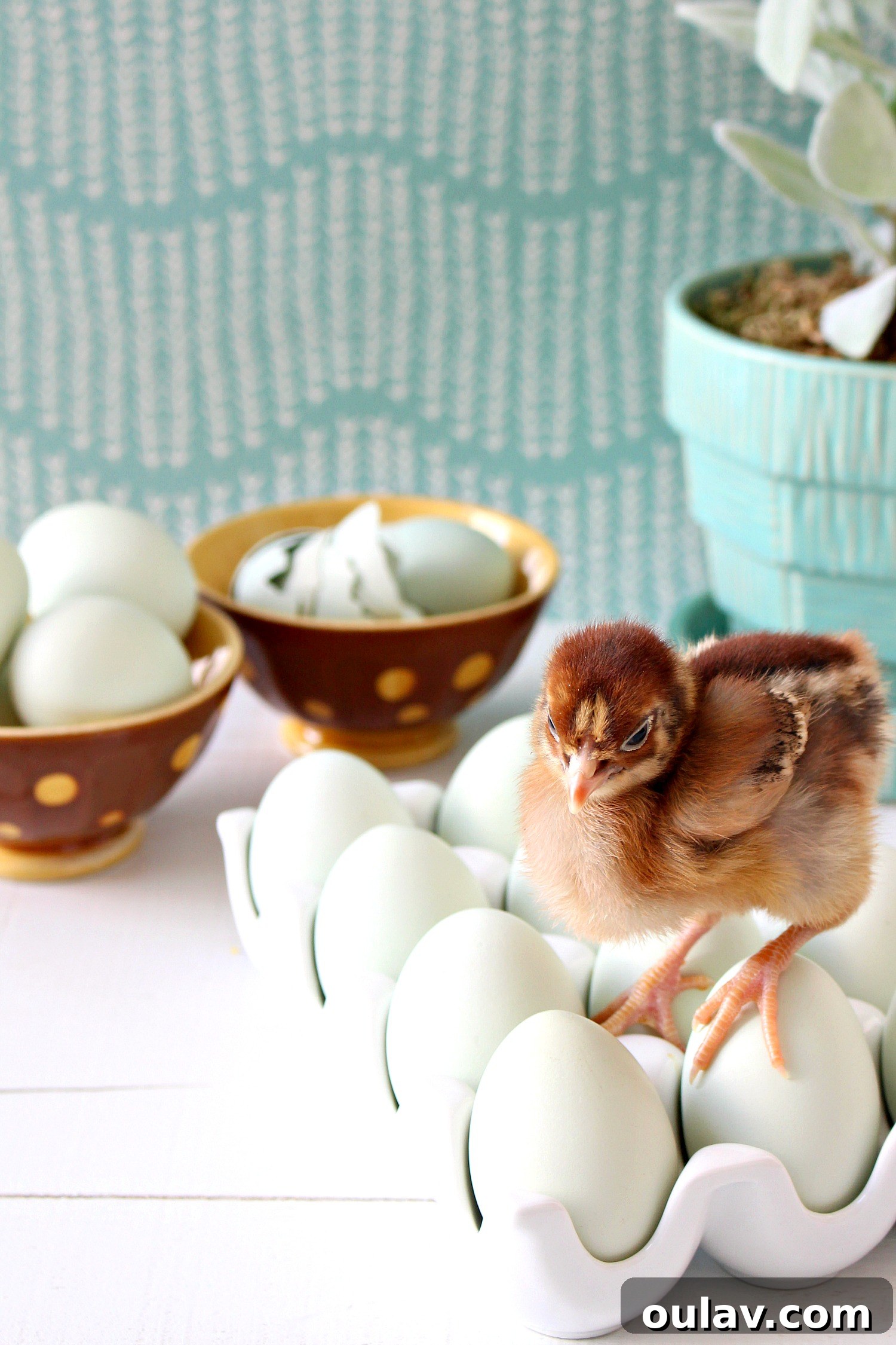 Cherished Baby Chicks for Spring