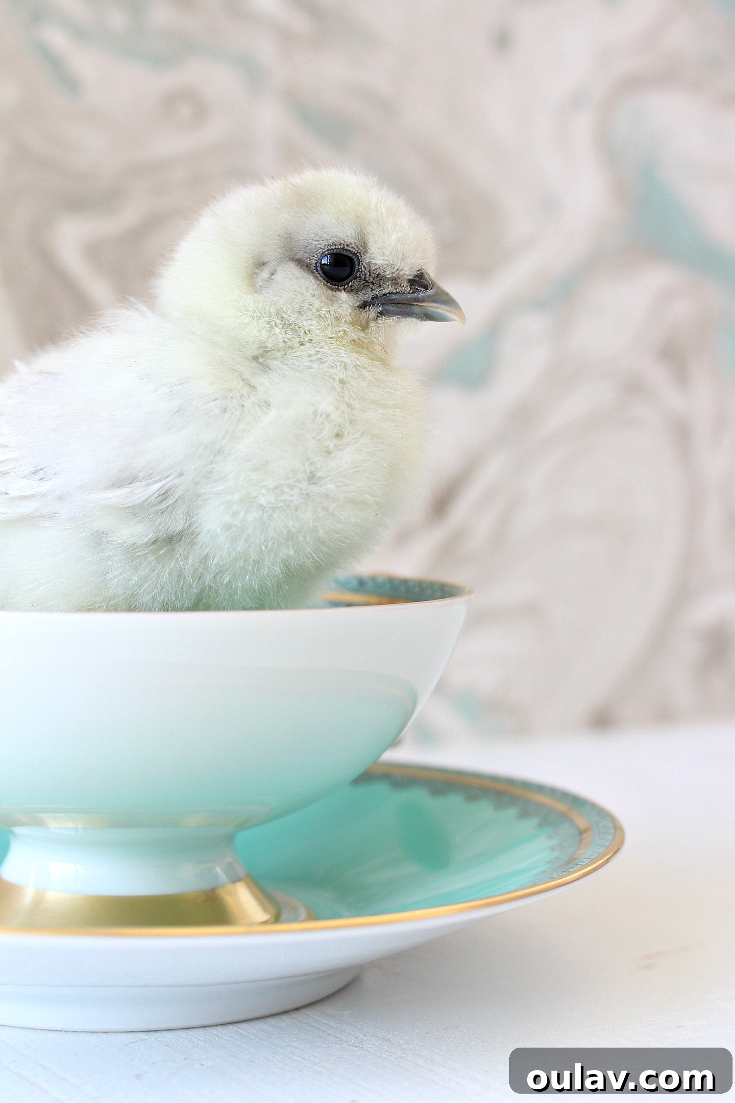 The Latest Baby Chick Portraits 59 Elegant Silkies in Tea Cups