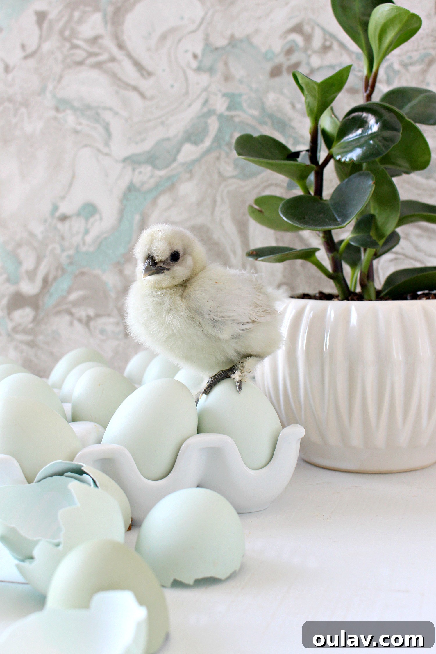 The Latest Baby Chick Portraits 60 Adorable Baby Chicks