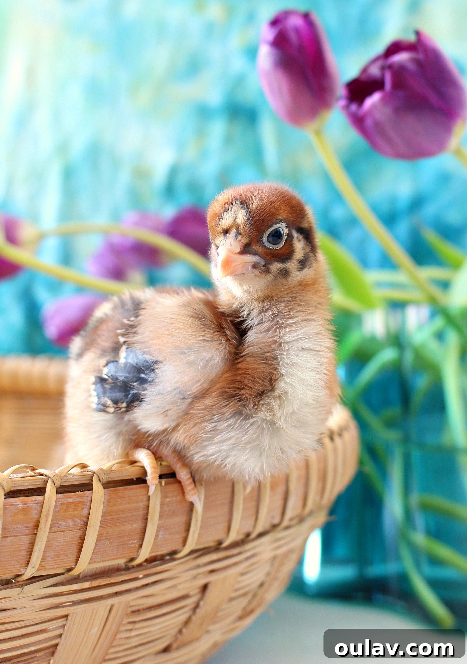 The Latest Baby Chick Portraits 7 Freshly Hatched Spring Chicks Photography