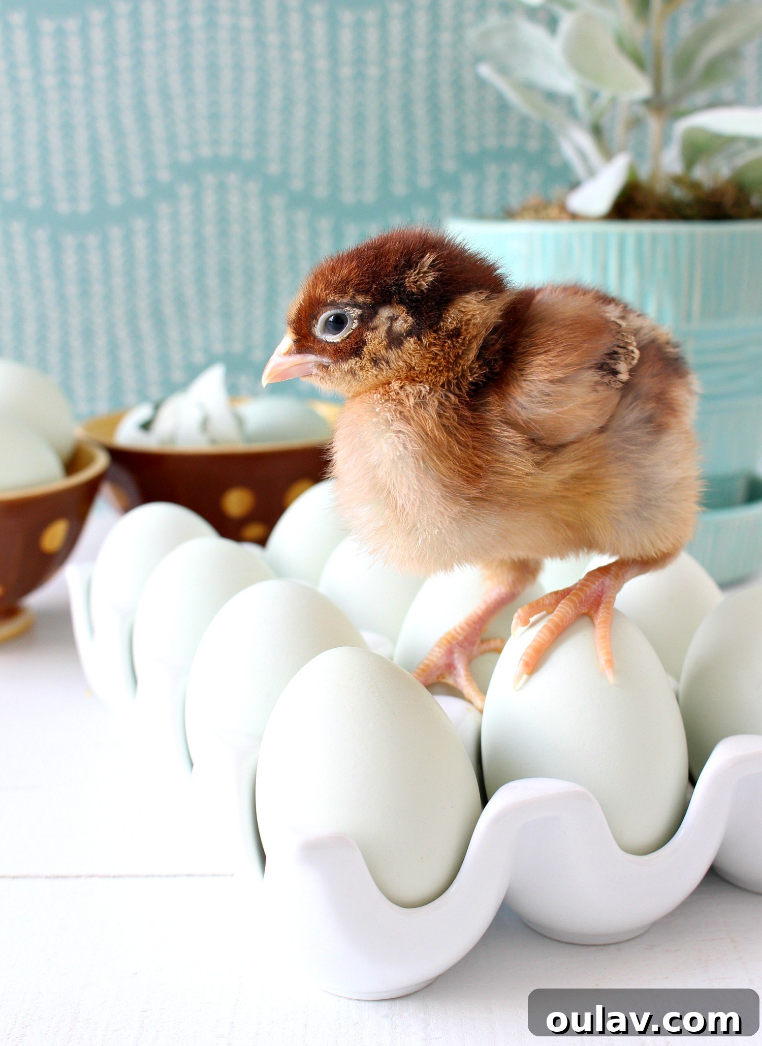 The Latest Baby Chick Portraits 8 Enchanting Fuzzy Baby Chicks