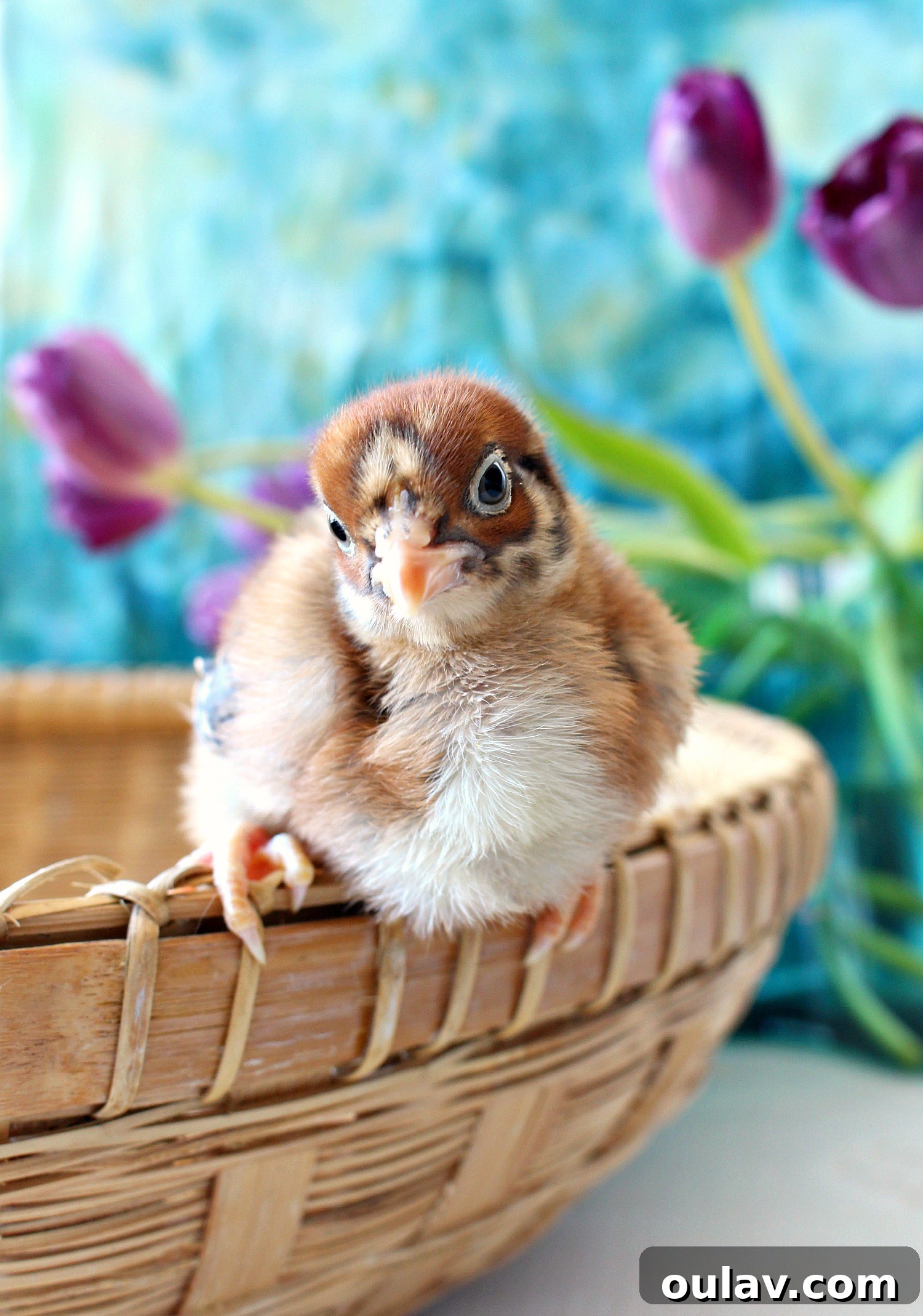 The Latest Baby Chick Portraits 9 Precious Adorable Baby Chicks Born Spring