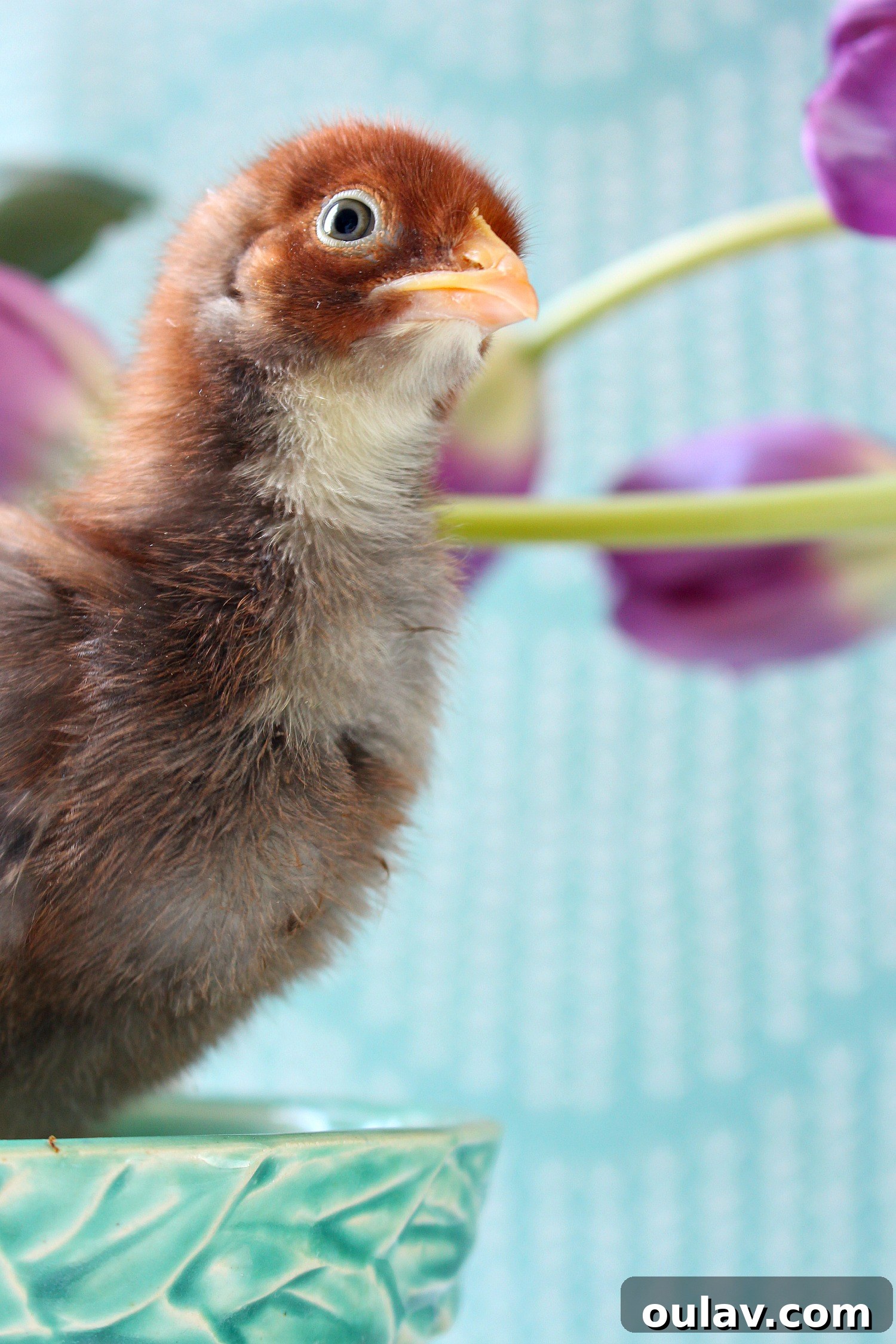 The Latest Baby Chick Portraits 10 Charming Spring Chicks in Turquoise McCoy Planters