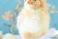 Fresh Fluffy Faces Our Springtime Chick Adventures
