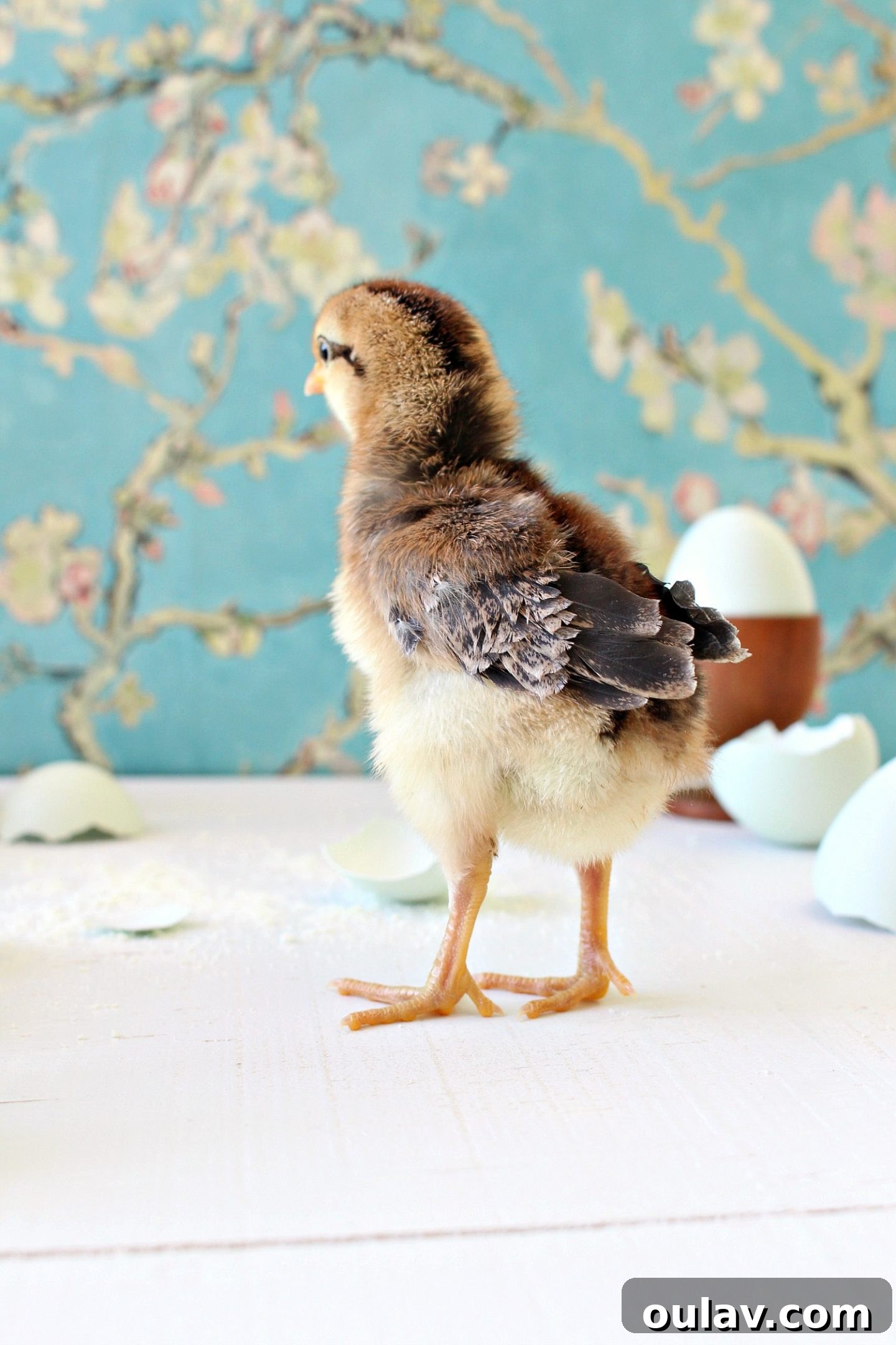 Fresh Fluffy Faces Our Springtime Chick Adventures 11 Collection of chicks showing off their adorable fluffy bottoms