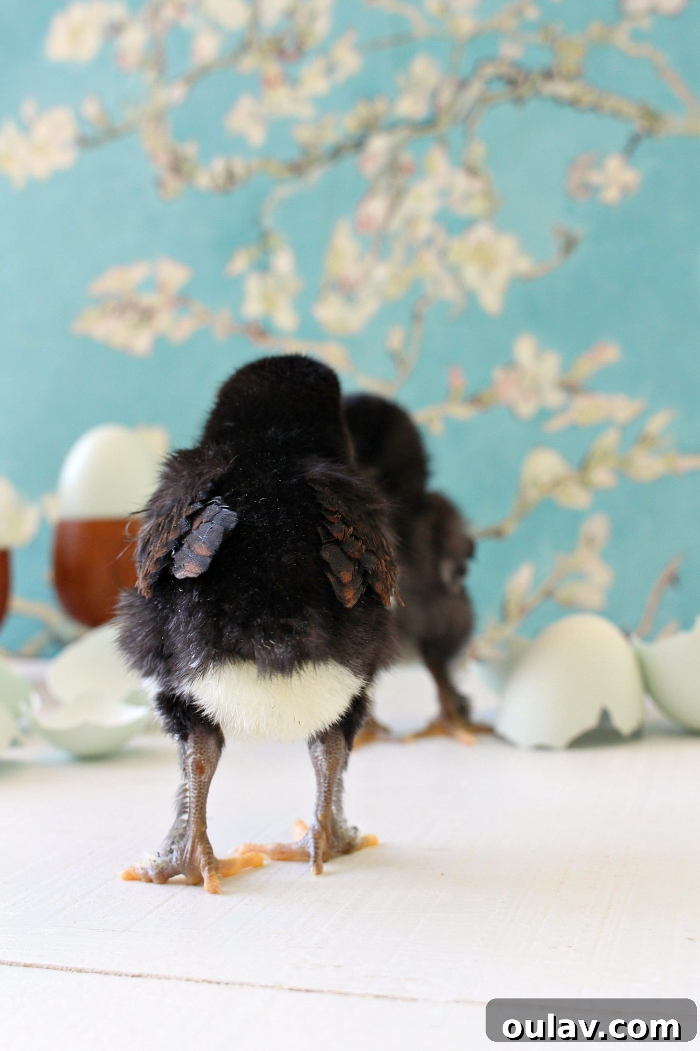 Chicks displaying their fluffy rear ends while pecking