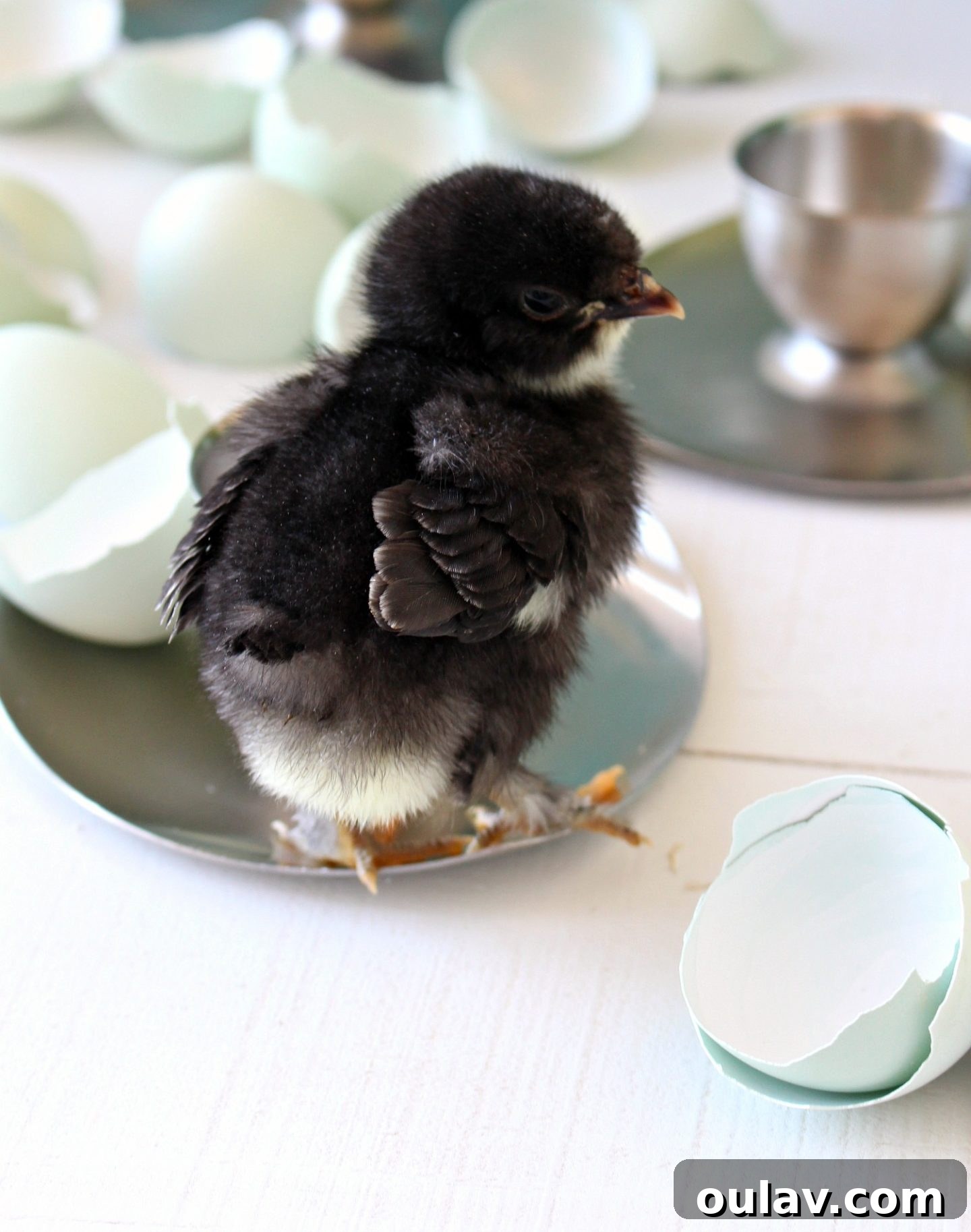 Fresh Fluffy Faces Our Springtime Chick Adventures 13 More fluffy chick butts, a classic baby chick pose