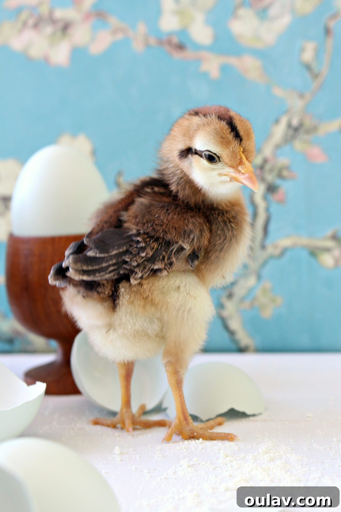 Fresh Fluffy Faces Our Springtime Chick Adventures 16 Another angle of a chick's charming fluffy posterior