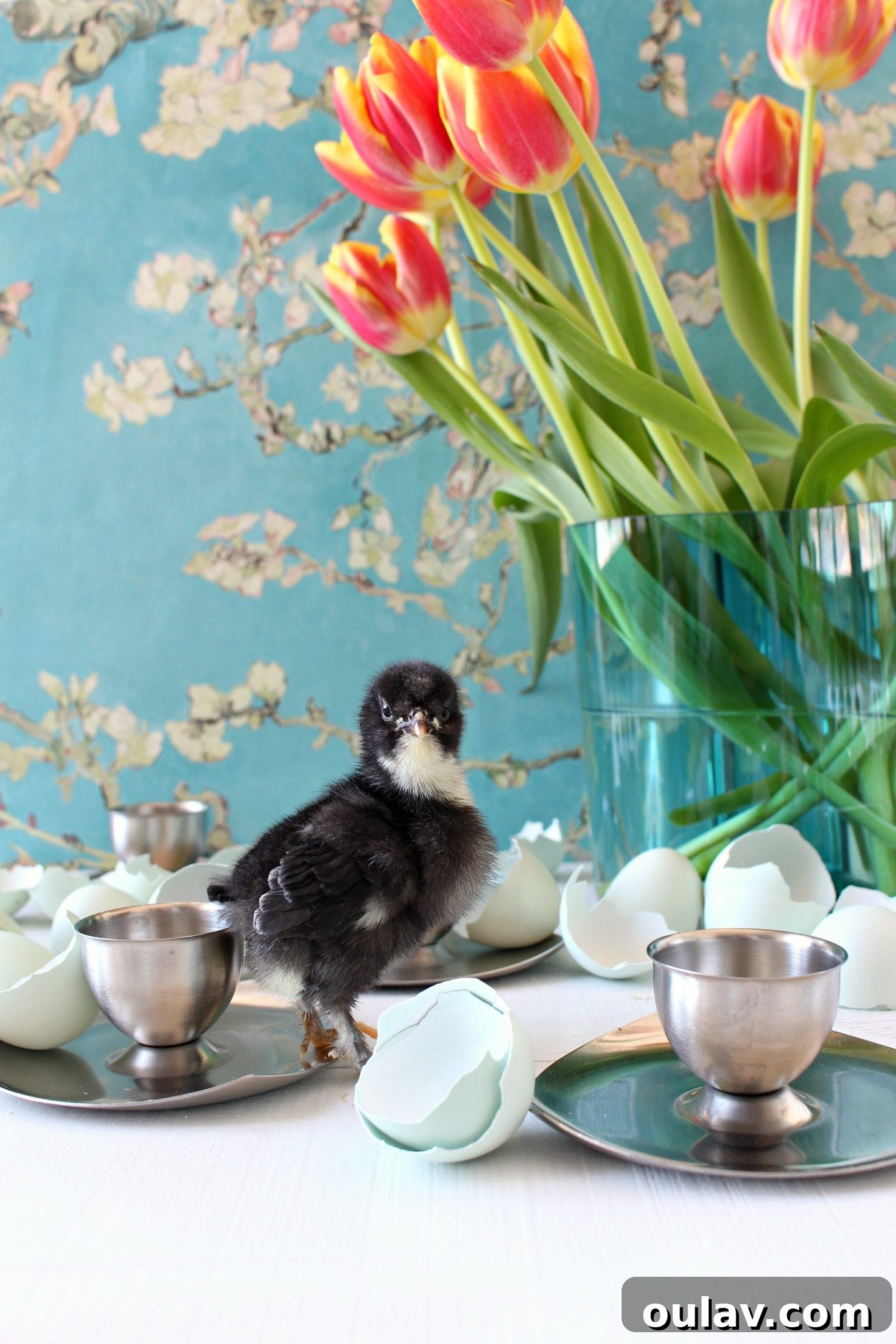 A baby chick in an 'angry birds' type pose, looking feisty