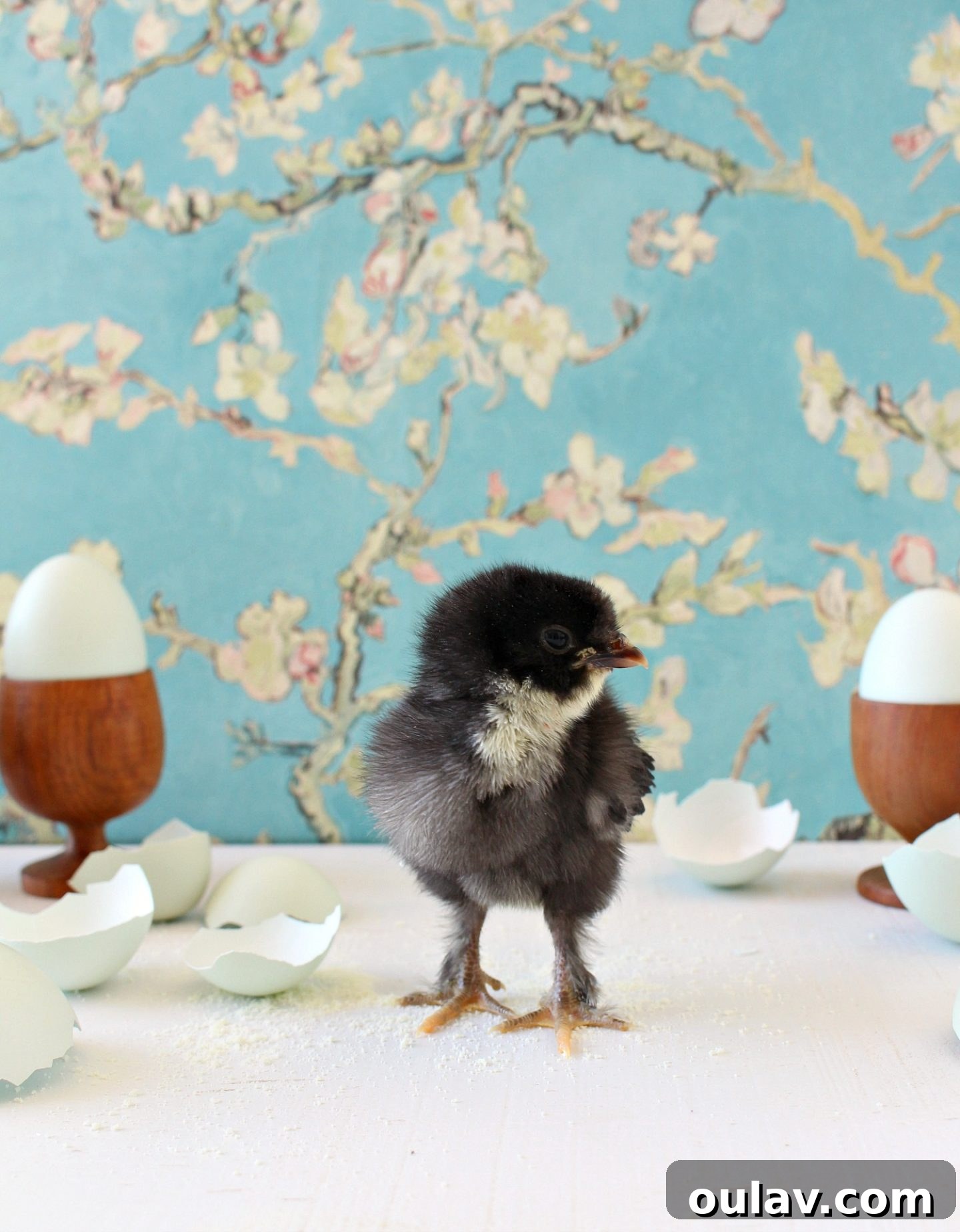 Curious baby chick with bright eyes and tiny comb