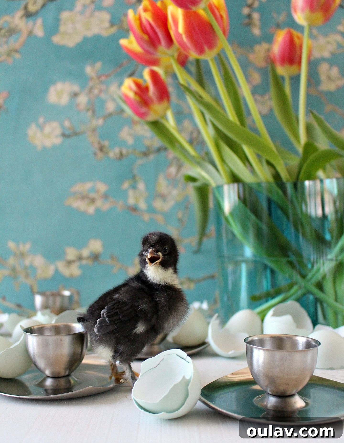 Fresh Fluffy Faces Our Springtime Chick Adventures 20 Adorable spring chick showcasing its vibrant colors