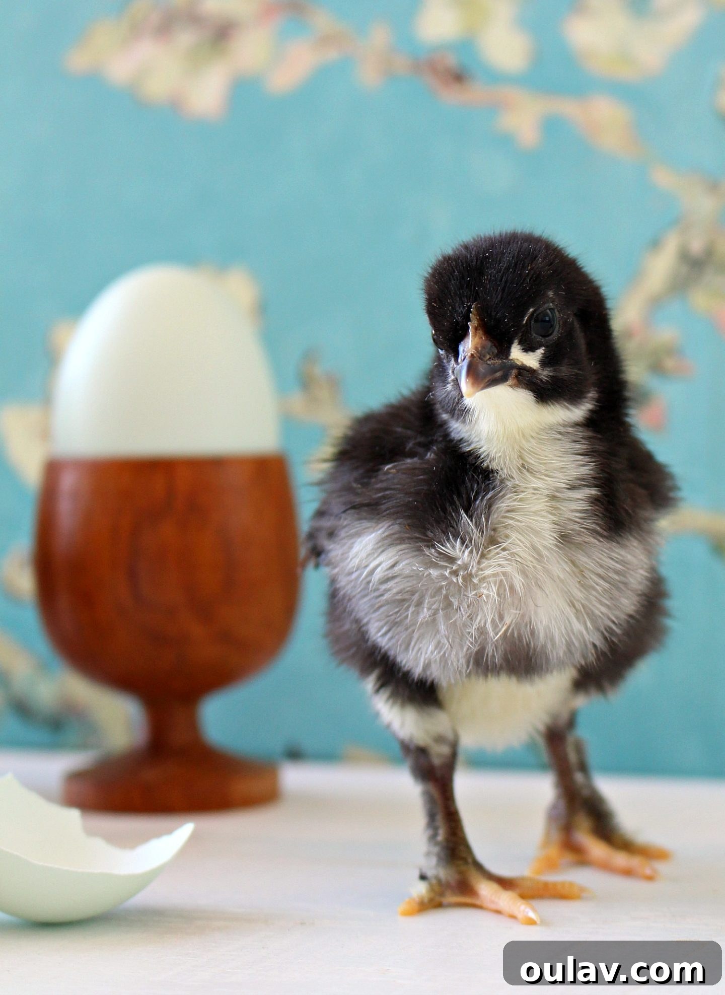 Fresh Fluffy Faces Our Springtime Chick Adventures 21 Potential rooster chick with a tiny developing comb and sweet expression