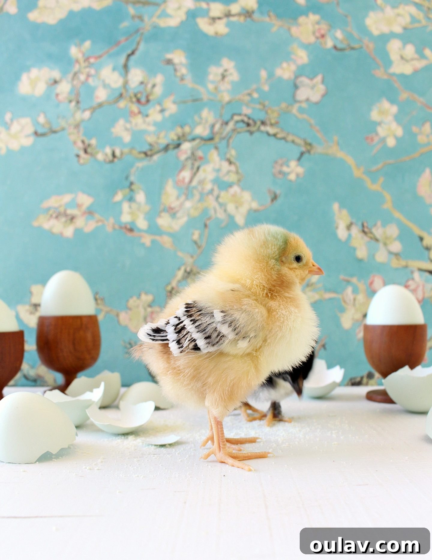 A bright yellow baby chick, a lovely addition to the flock